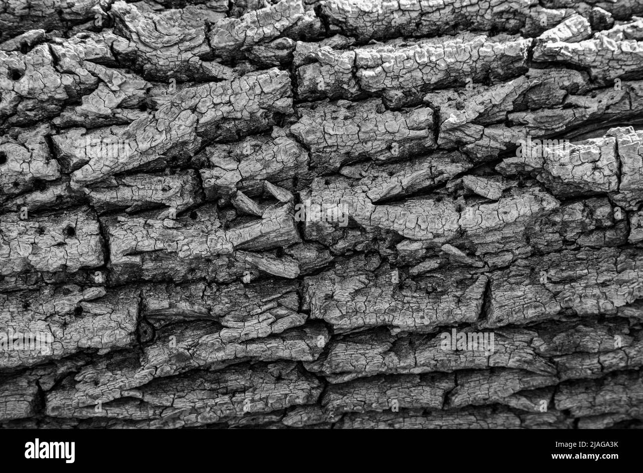 A black and white close up shot of a tree trunk, with horizontal patterns, can be used as a background, wall paper, texture, pattern, or abstract - st Stock Photo