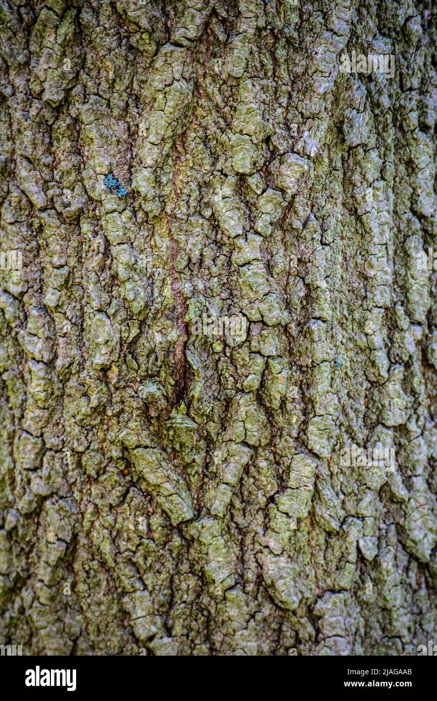 A close up shot of patterns on a tree trunk, can be used as background, wall paper, texture, pattern, or abstract - stock photography Stock Photo
