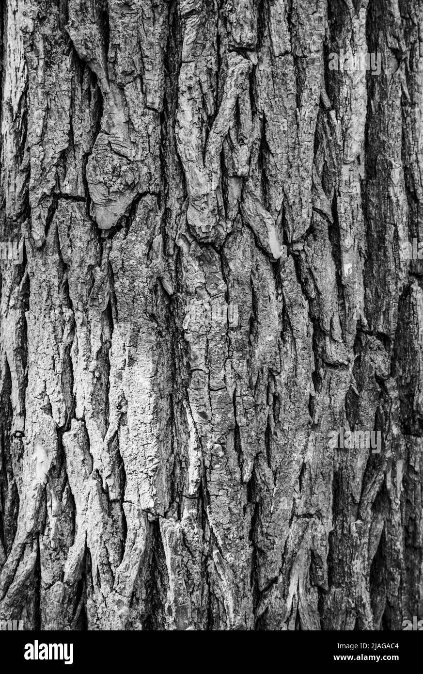 Close up shot of patterns on a tree trunk. can be used as a background, wall paper, texture, pattern, or abstract - stock photography Stock Photo