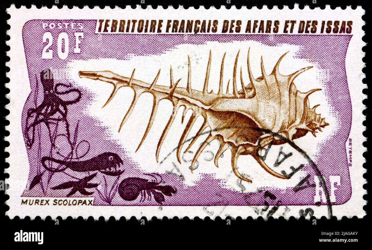AFARS AND ISSAS - CIRCA 1975: a stamp printed in Afars and Issas shows False Venus Comb, Murex Scolopax, Sea Snail, circa 1975 Stock Photo