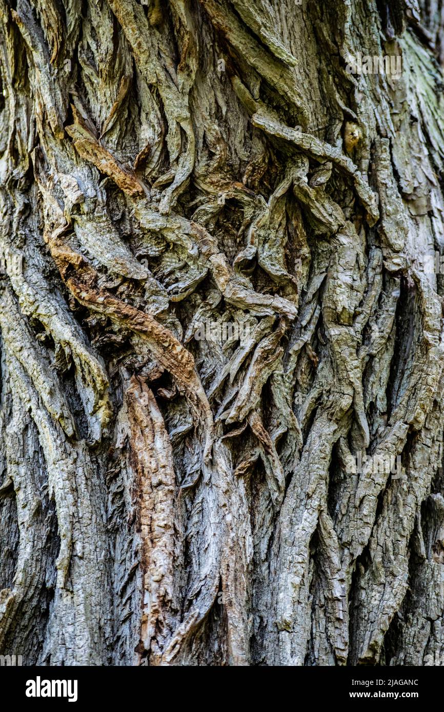 swirling patterns on a tree trunk in close up , can be used as background, wall paper, texture, pattern, or abstract - stock photography Stock Photo