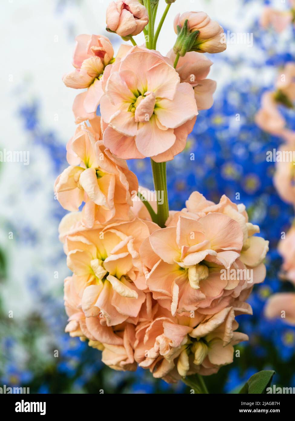 Pale pink double flowers of the hardy annual or biennial fragrant garden stock, Matthiola incana 'Apricot' Stock Photo
