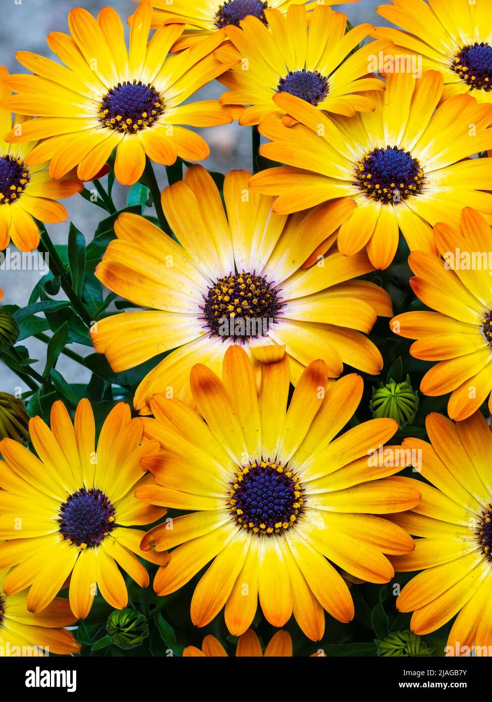 Yellow and orange flowers of the half hardy perennial cape daisy, Osteospermum 'Serenity Sunshine Beauty' Stock Photo