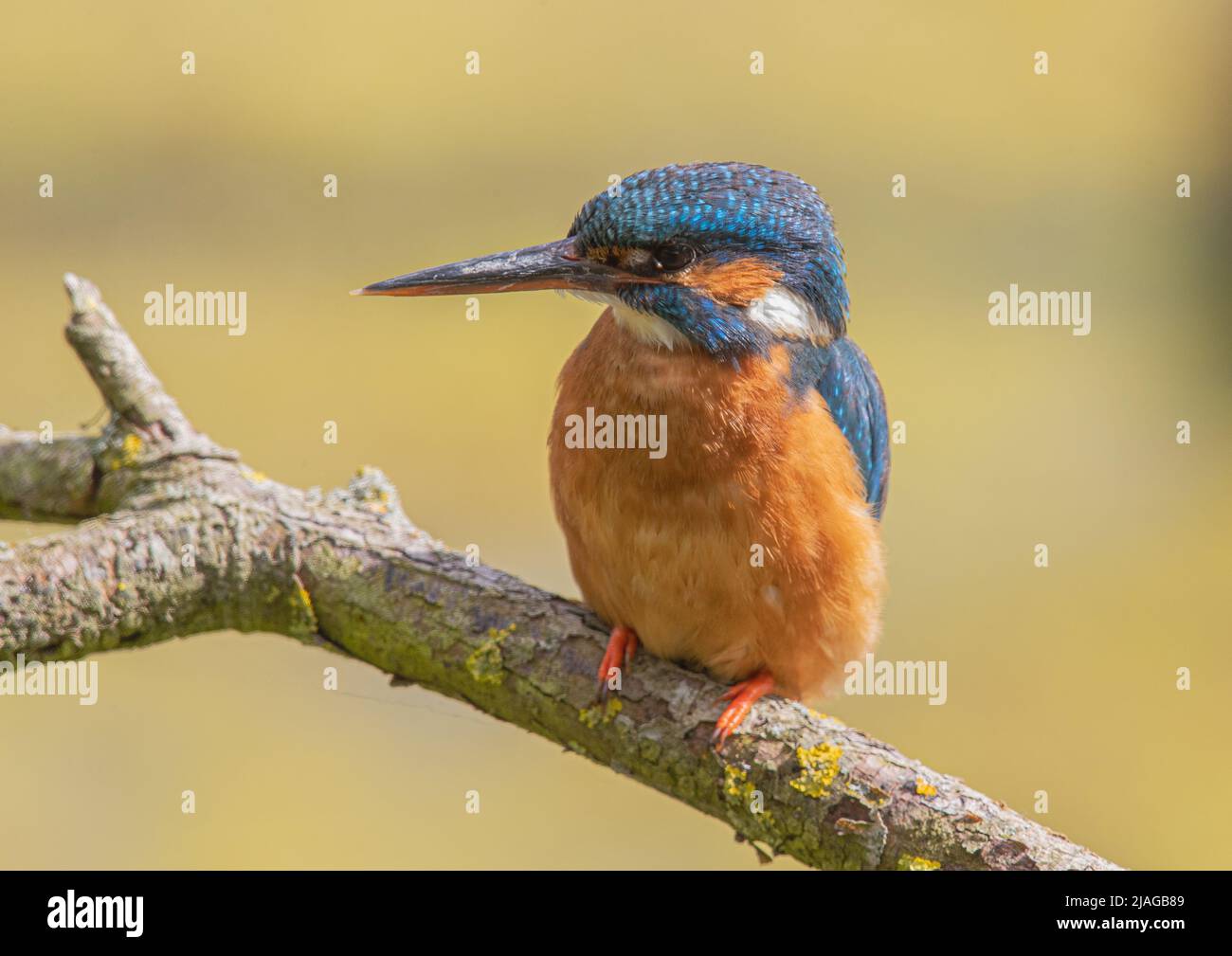 Bright coloured Kingfisher in profile , on a branch with a  clear pastel background. Suffolk , UK. Stock Photo