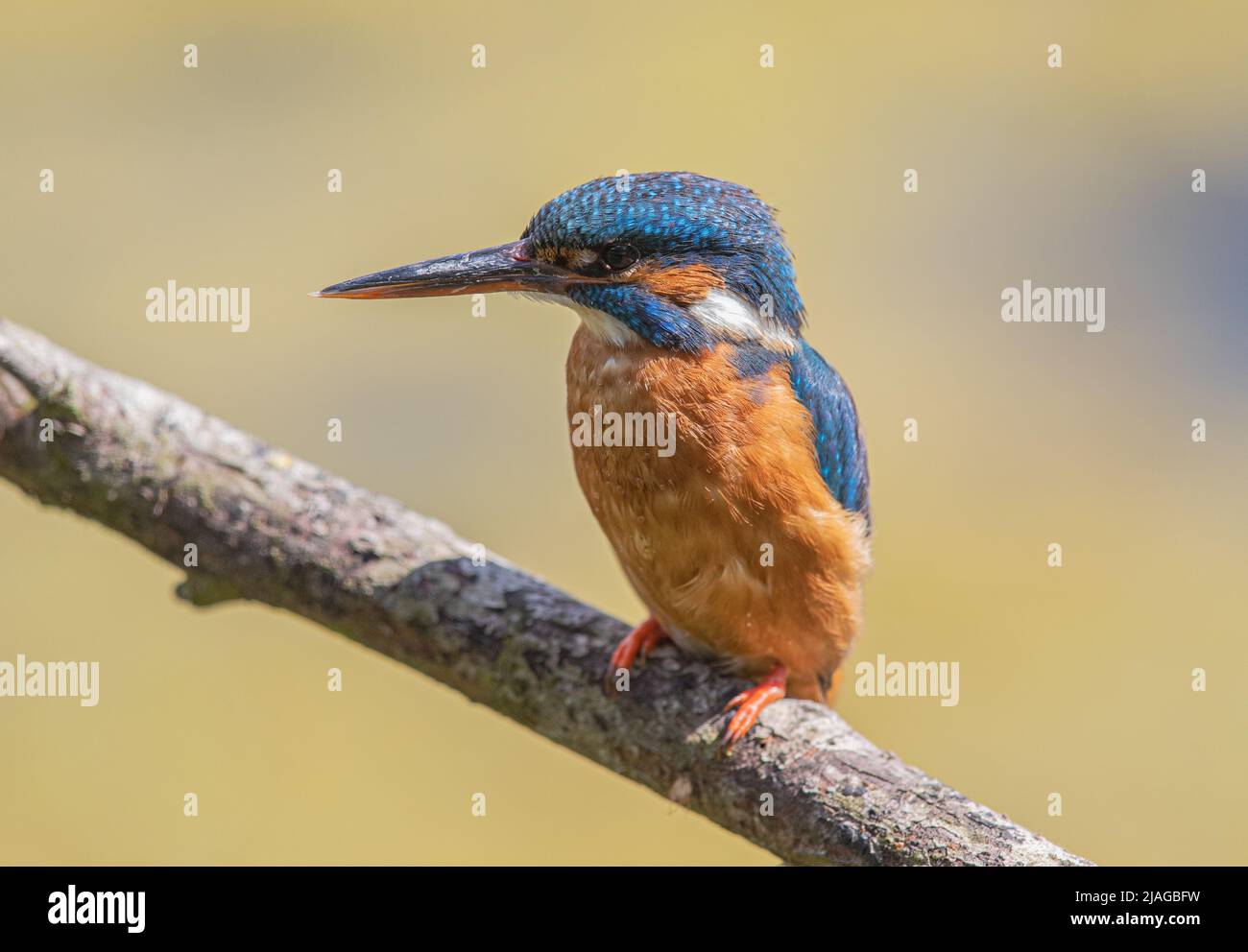 A bright coloured Kingfisher in profile , on a branch with a clear blue and yellow background.background. Suffolk , UK. Stock Photo