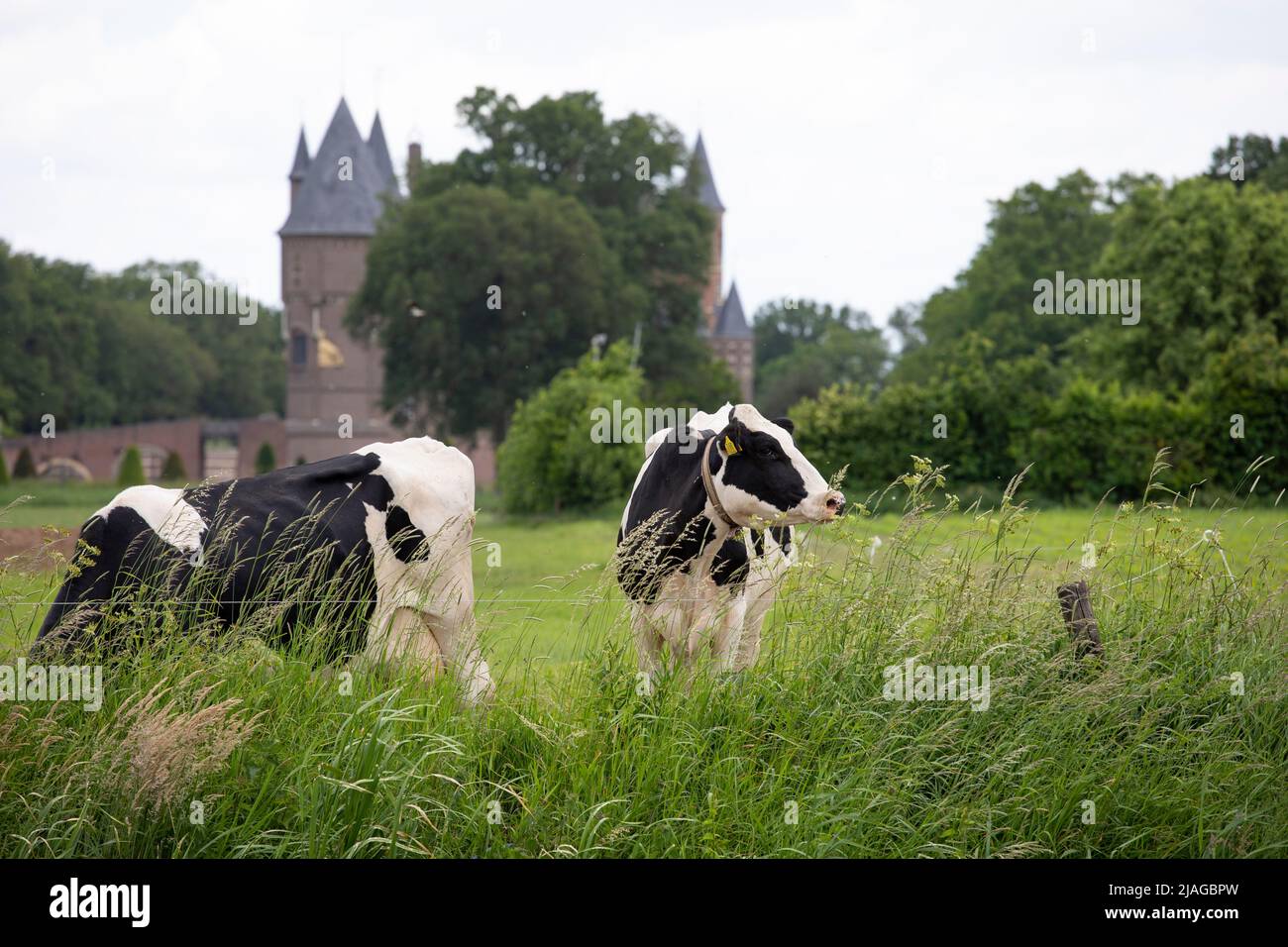 Cows in a meadow in front of castle Heeswijk, province Noord-Brabant in the Netherlands Stock Photo