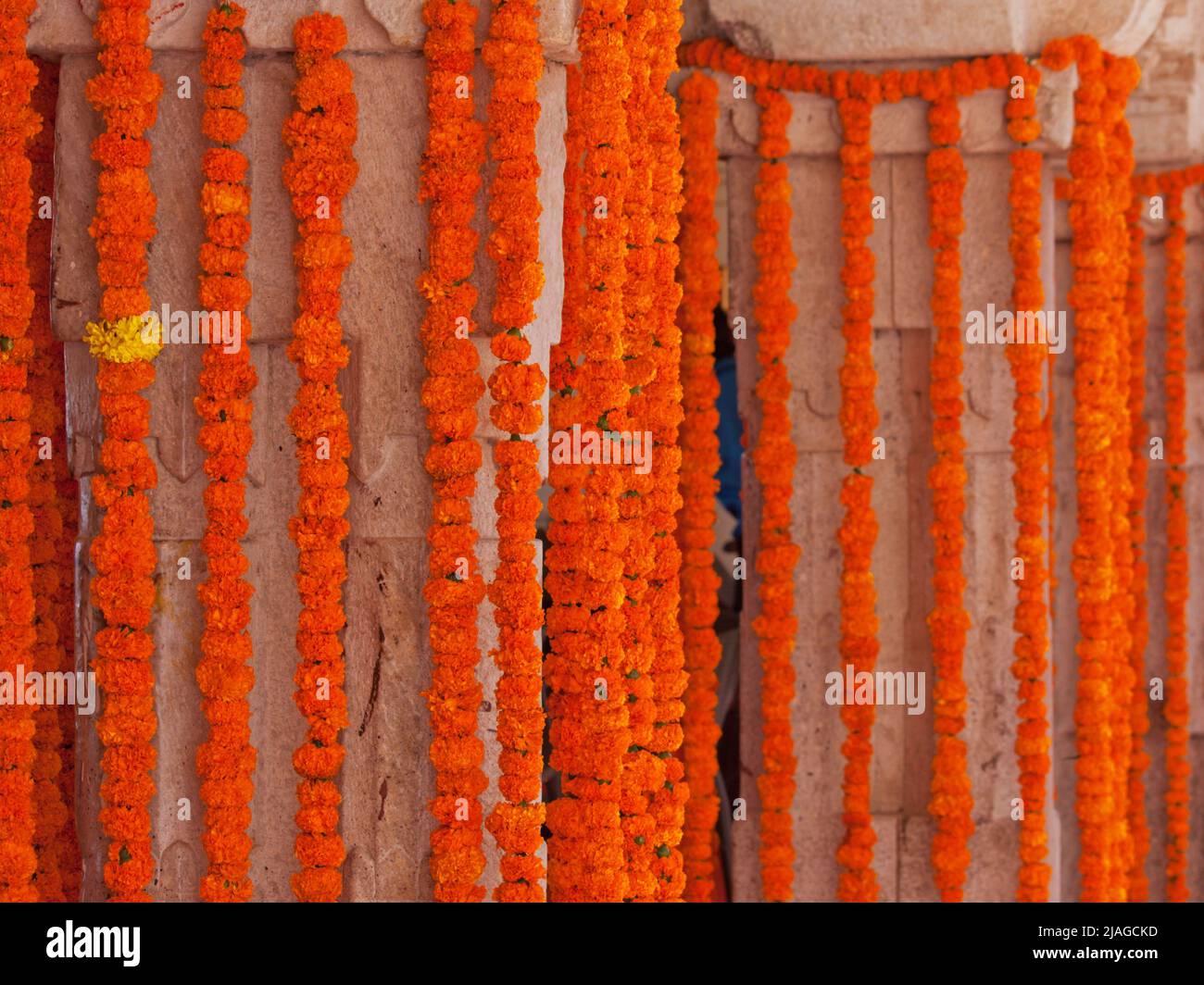 Decorations consisting of strung marigold flower heads at a Hindu wedding celebration Stock Photo