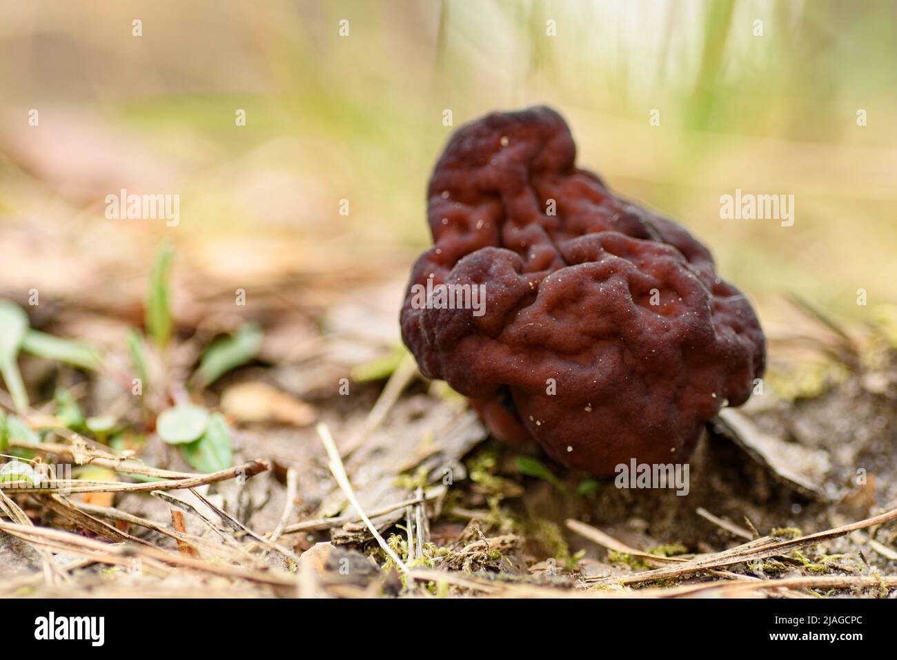 Brain mushroom (Gyromitra esculenta), also known as false morel, in grass with bright lightning. Poland Stock Photo