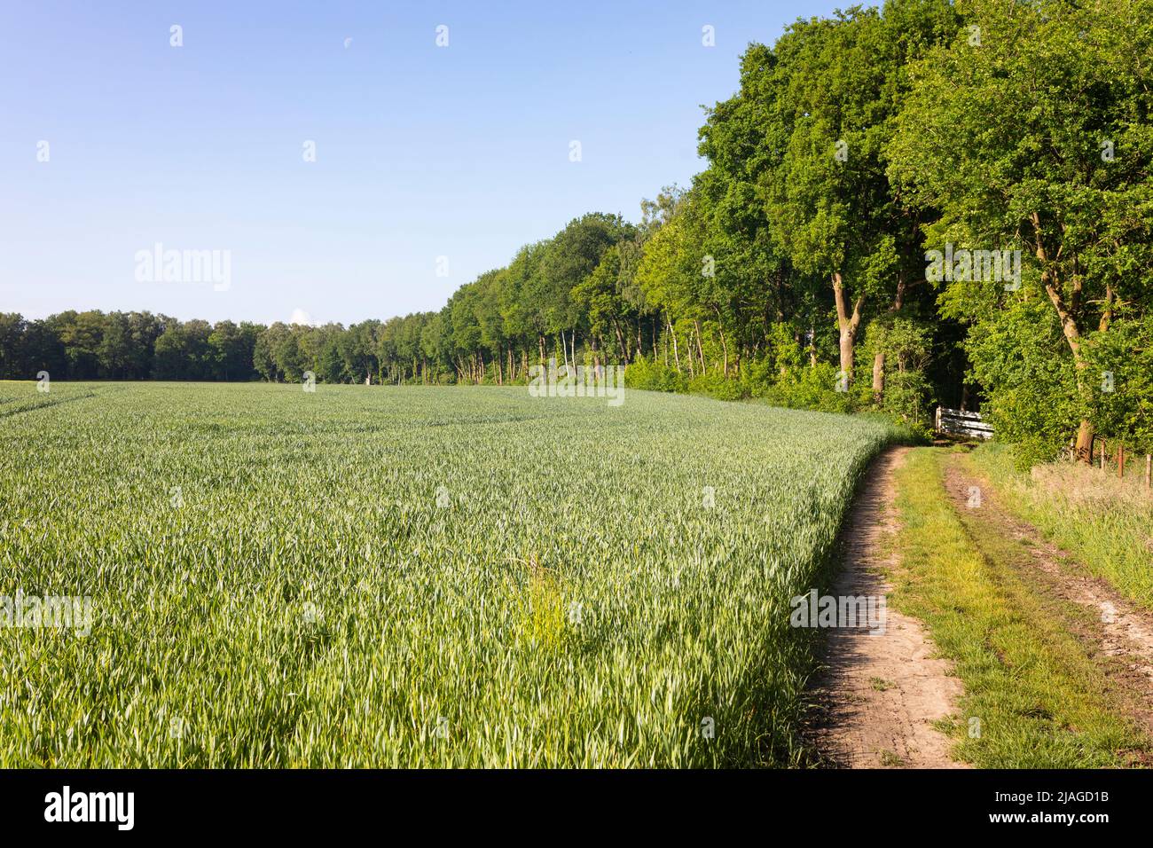Field with young plants of corn in Northern Germany (Lower Saxony) Stock Photo