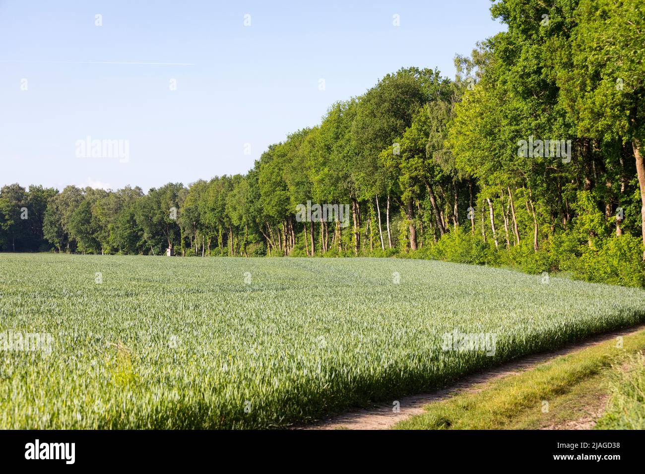 Field with young plants of corn in Northern Germany (Lower Saxony) Stock Photo