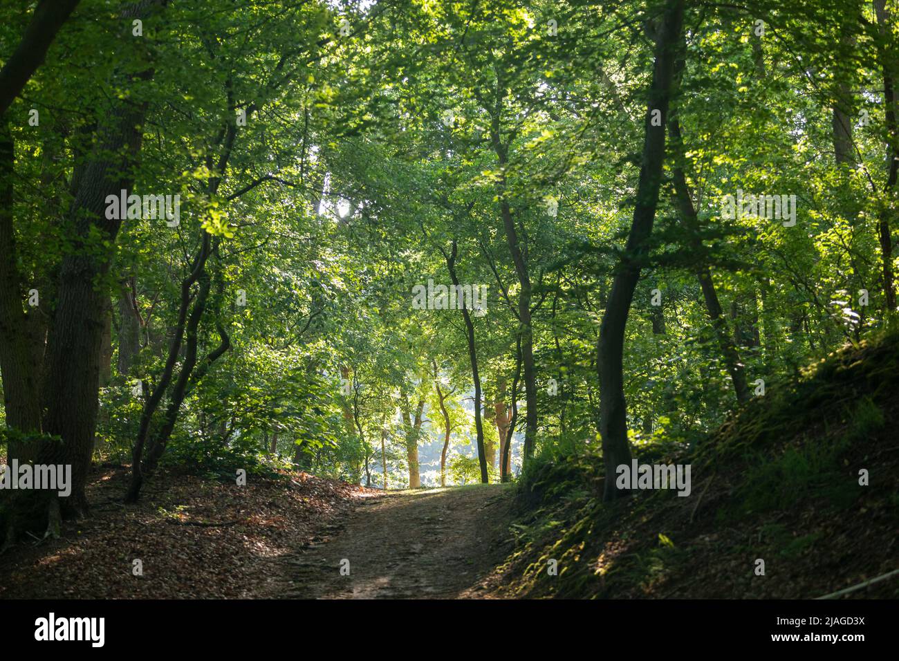 Forest with early morning light near Haselune, Lower Saxony, Germany Stock Photo
