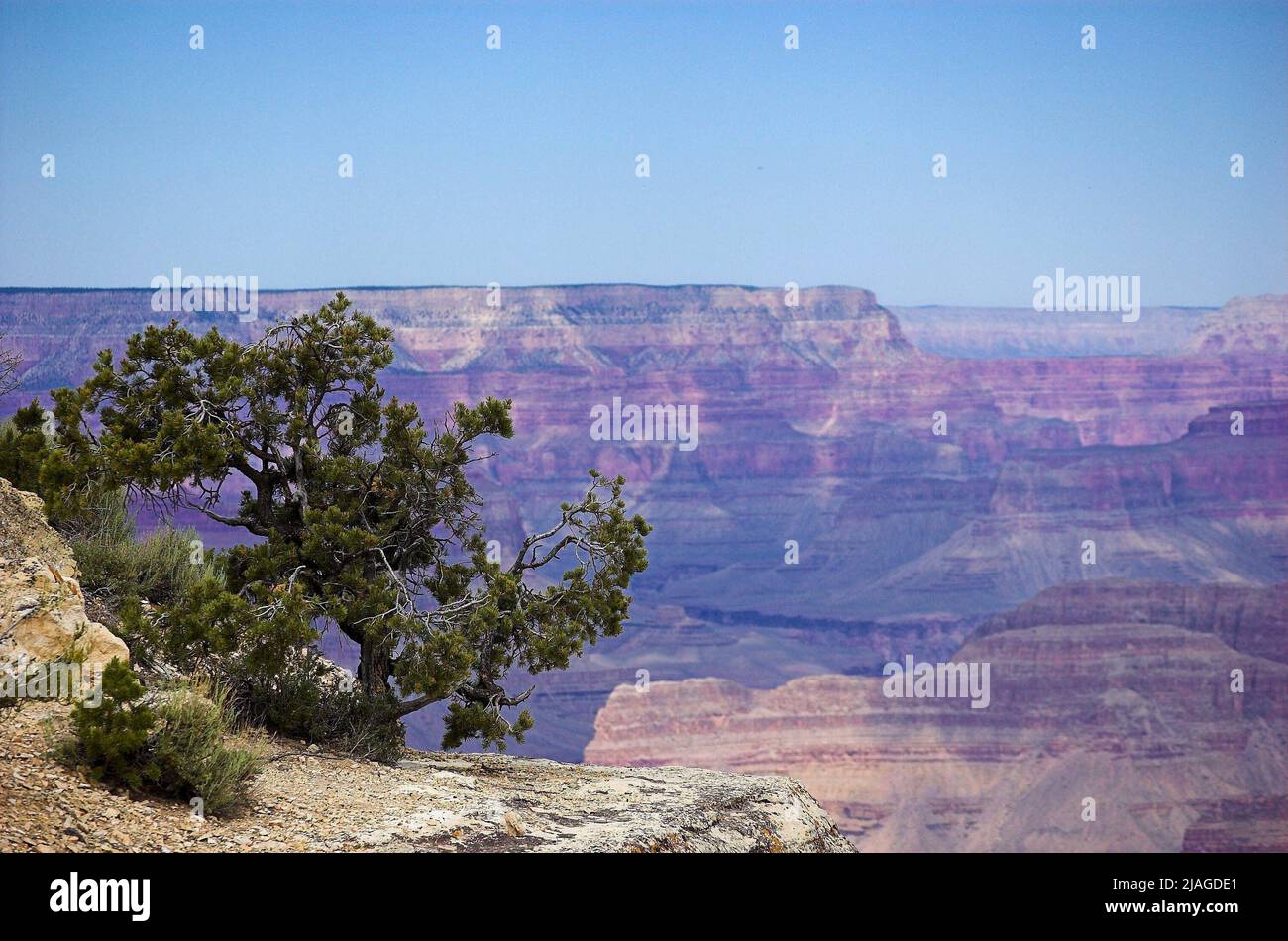 Lonesome pine hires stock photography and images Alamy