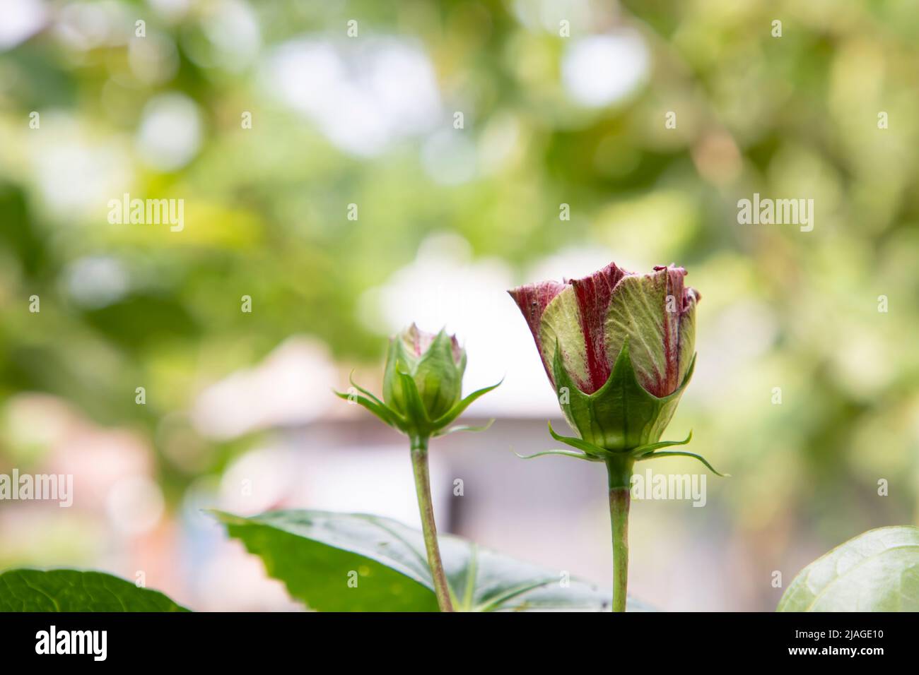 Beautiful Hibiscus flower bud on the tree with bokeh background Stock Photo