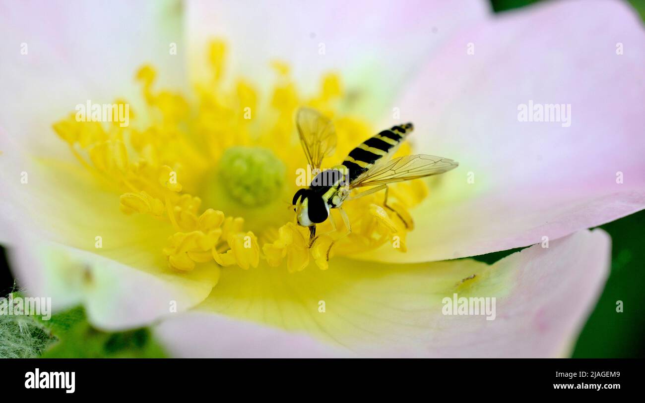 insect feeding up inside the Dog Rose bloom Stock Photo