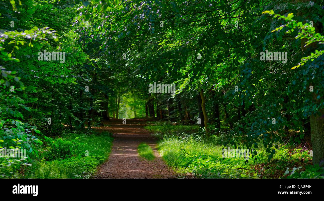 view at the crossroad of forest pathways leading to a forest glade and a panorama of fresh green trees Stock Photo