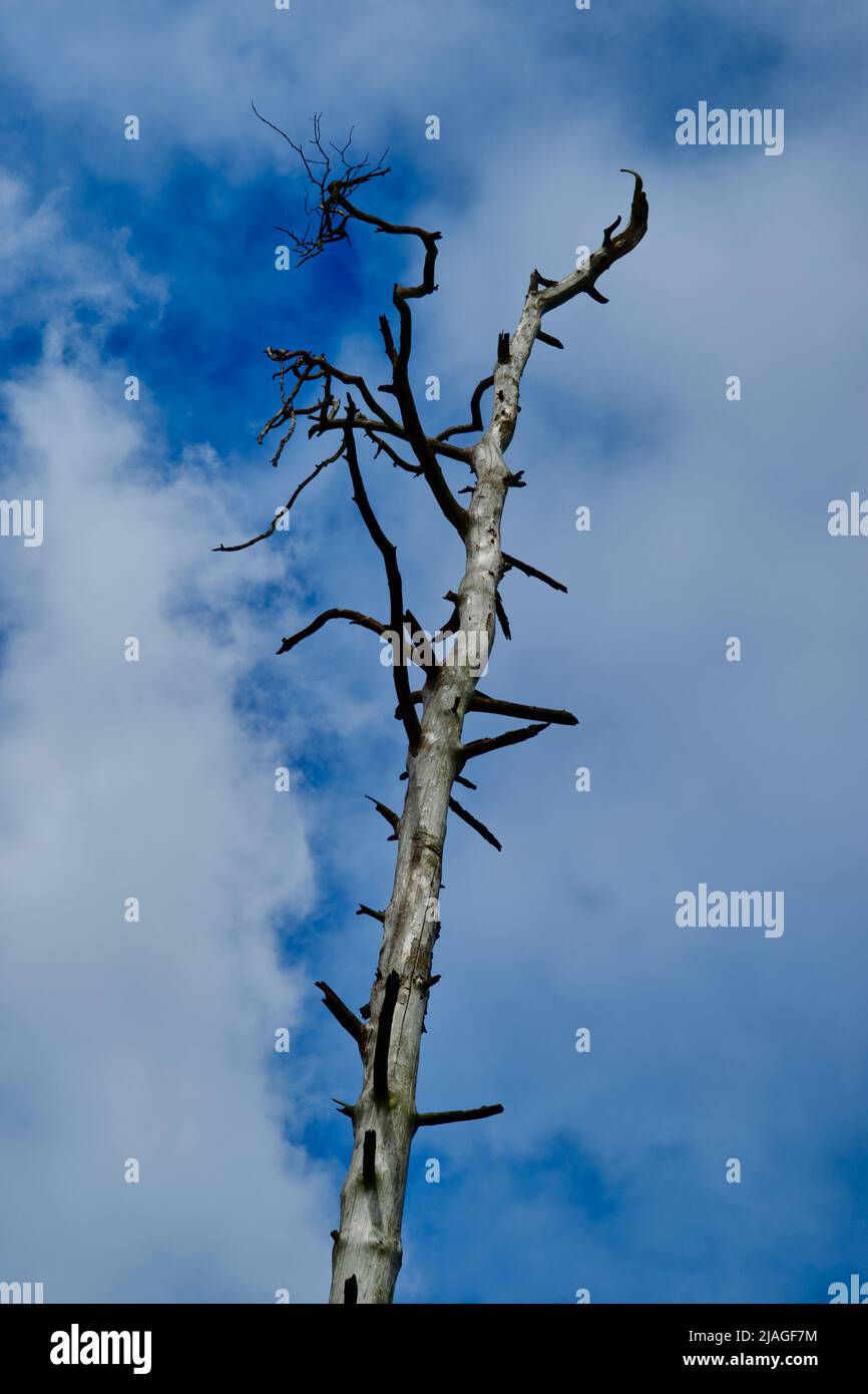 single trunk of a dead standing tree towering in a blue and white clouded sky Stock Photo
