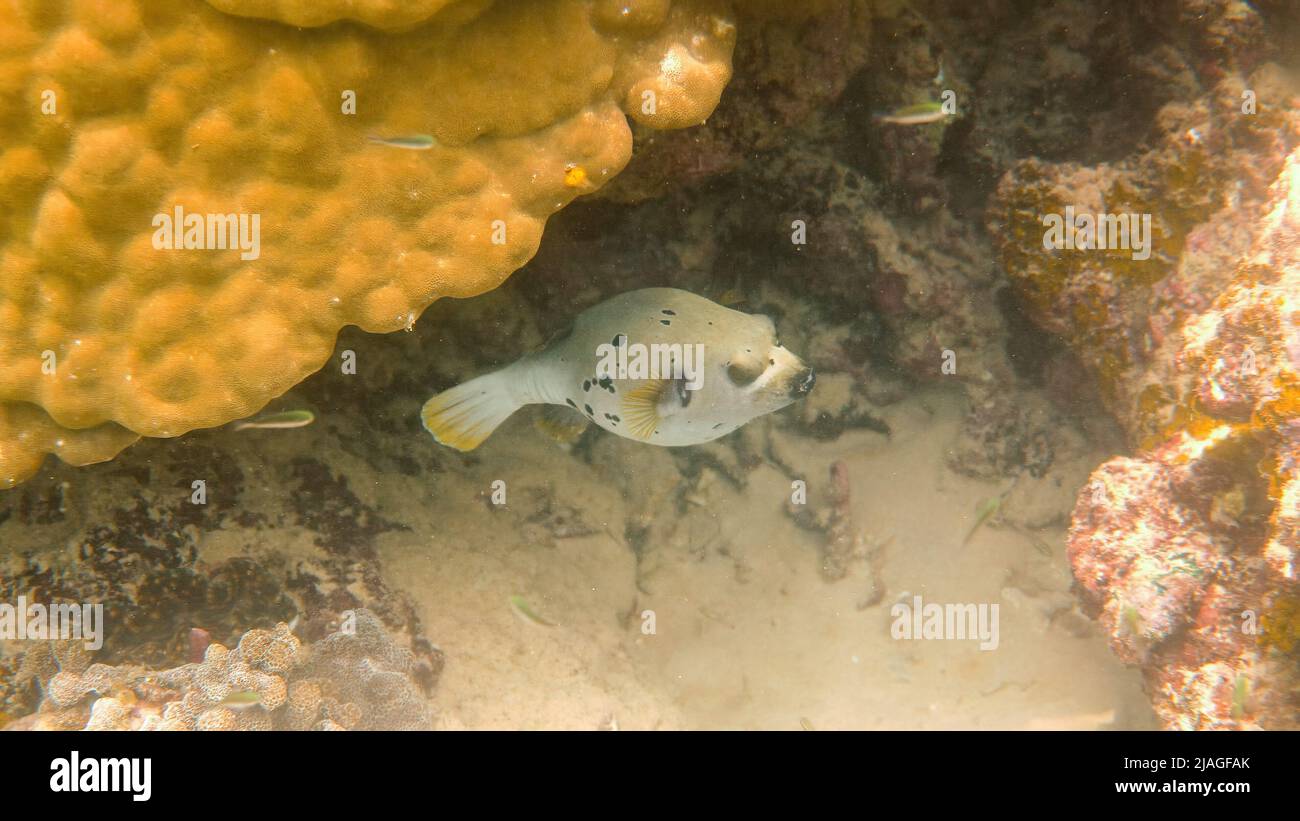 Underwater photo of Blackspotted puffer hiding among coral reefs in Andaman Sea. Tropical sea fish on snorkeling or dive on island. Marine life of Stock Photo