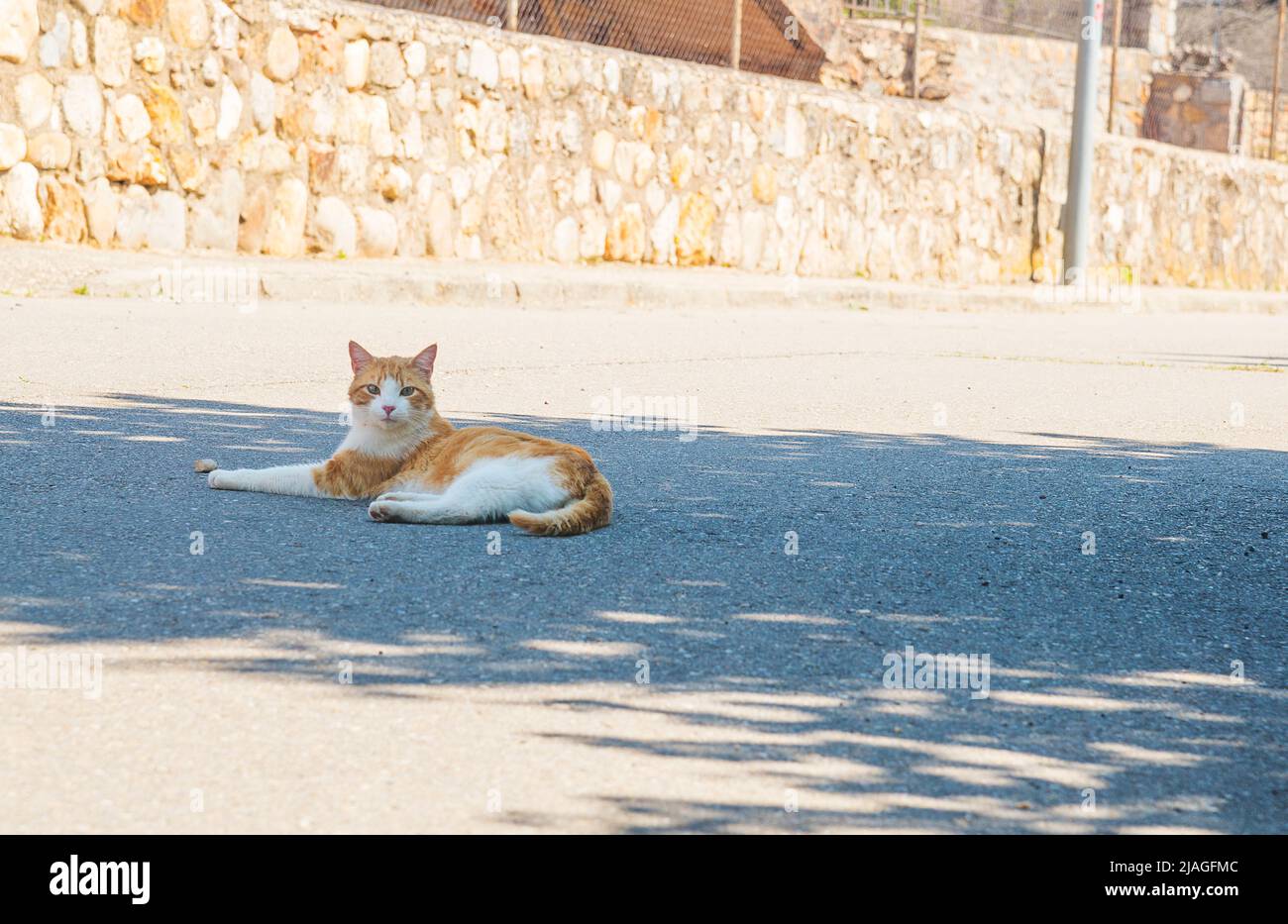 White and tabby cat in a street hi-res stock photography and images - Alamy