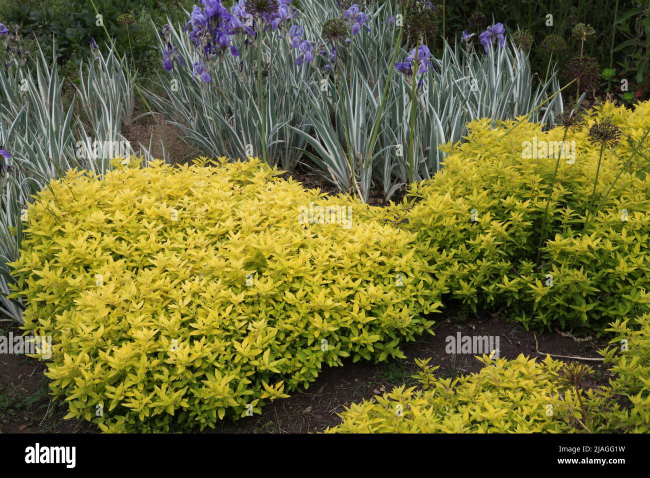 Origanum vulgare aureum hires stock photography and images Alamy