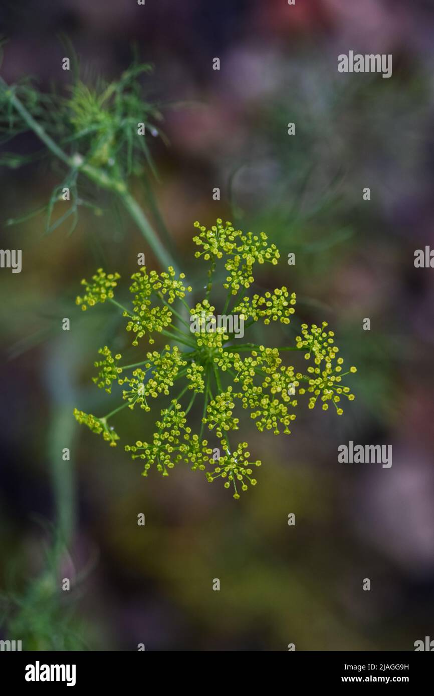 Green young dill sprouts and flowers on a bed, garden plot Stock Photo