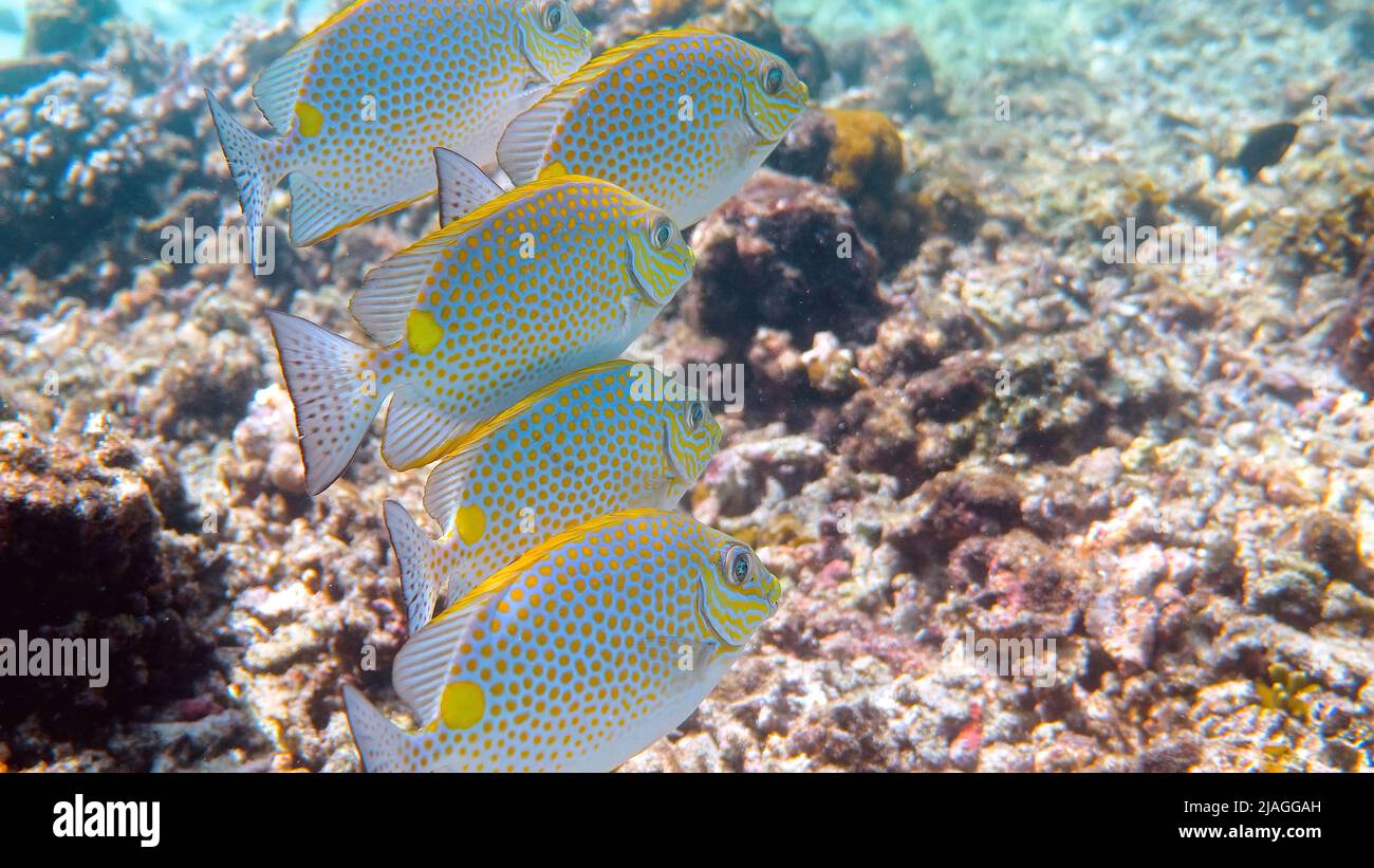 Underwater video of golden rabbitfish or Siganus guttatus school in coral reef of Thailand. Snorkeling or dive activities. Underwater reef. Sea and Stock Photo