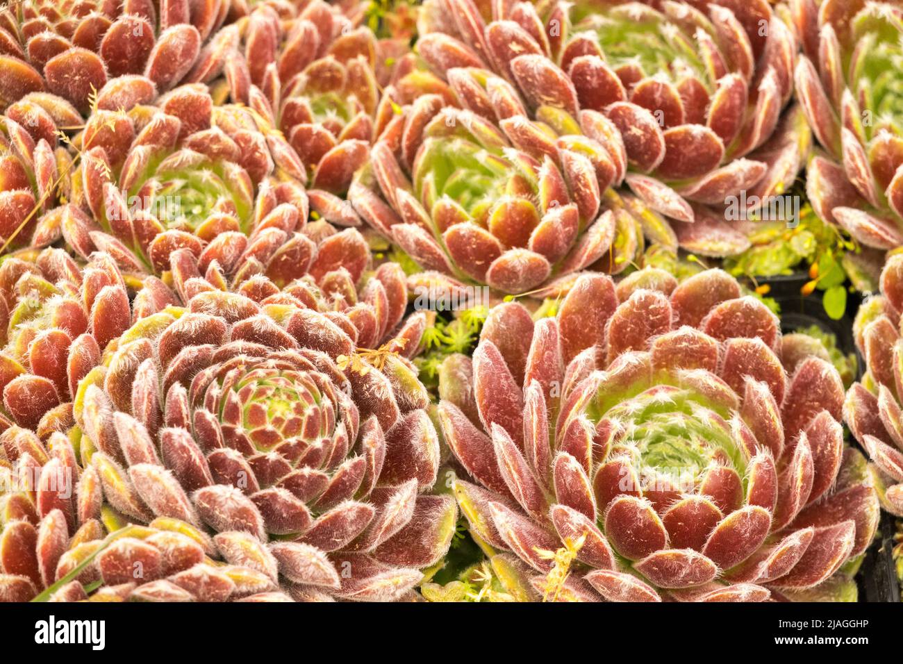 Sempervivum 'Werberianum', Ornamental, Houseleeks, Garden, Succulents, Growing, Decorative, Hen and chicks, Plant Stock Photo