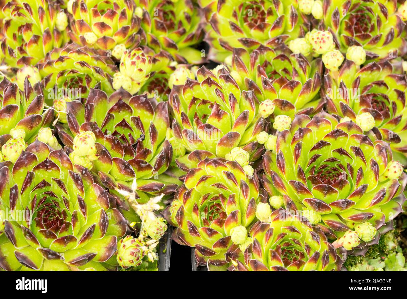 Sempervivum Black Top, Ornamental, Plant, Sempervivum, Houseleeks, Hen and chicks, Decorative, Close up, Houseleek Stock Photo