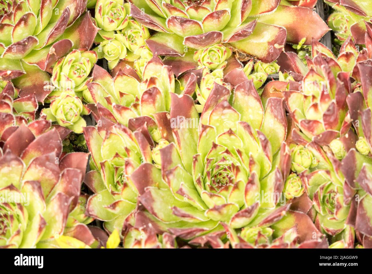 Sempervivum tectorum, Sempervivum tectorum Alpinum, Yellow, Houseleek, Growing, Decorative, Ornamental, Houseleeks sempervivum, Plant, Close up Stock Photo