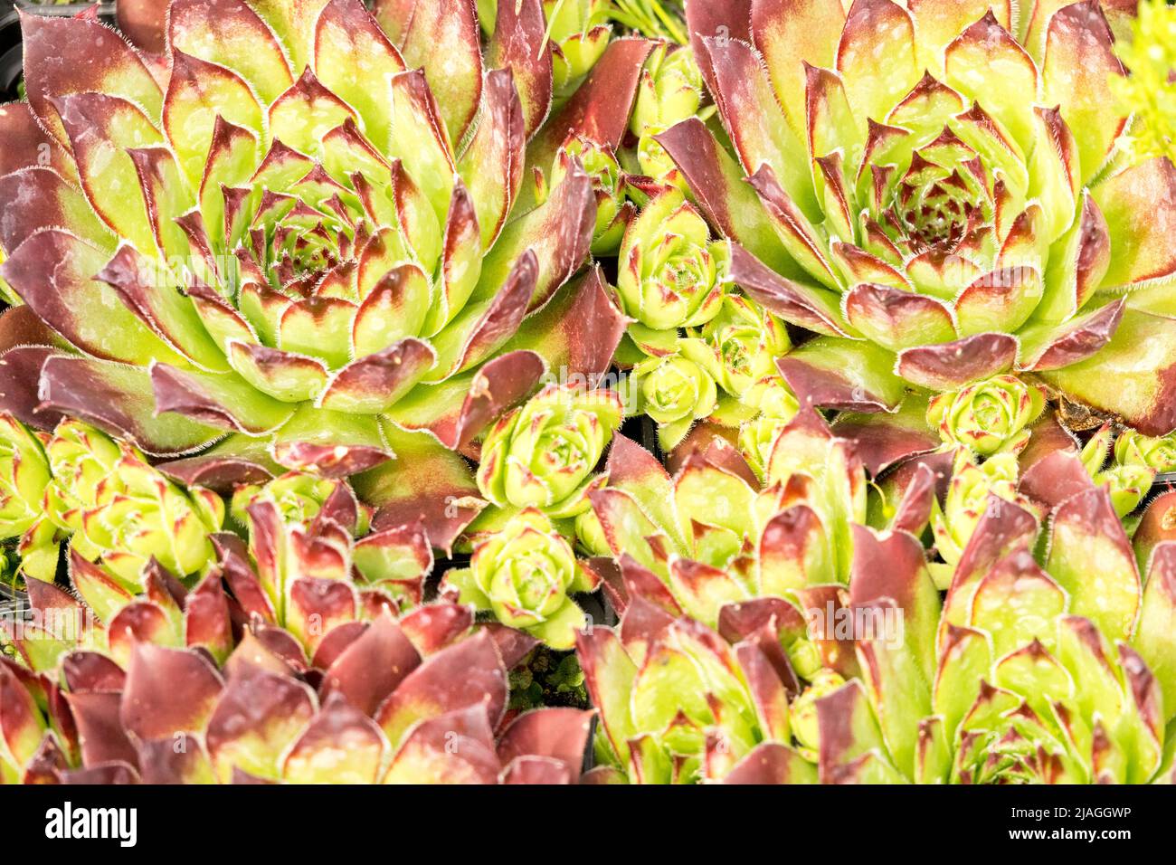 Sempervivum tectorum, Sempervivum tectorum Alpinum, Yellow, Houseleek, Growing, Decorative, Ornamental, Houseleeks sempervivum, Plant, Close up Stock Photo