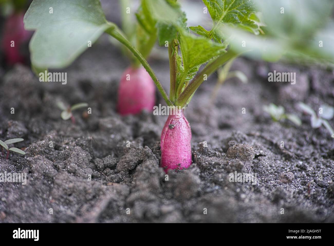 Organic radishes growing in the ground. Close up. Stock Photo
