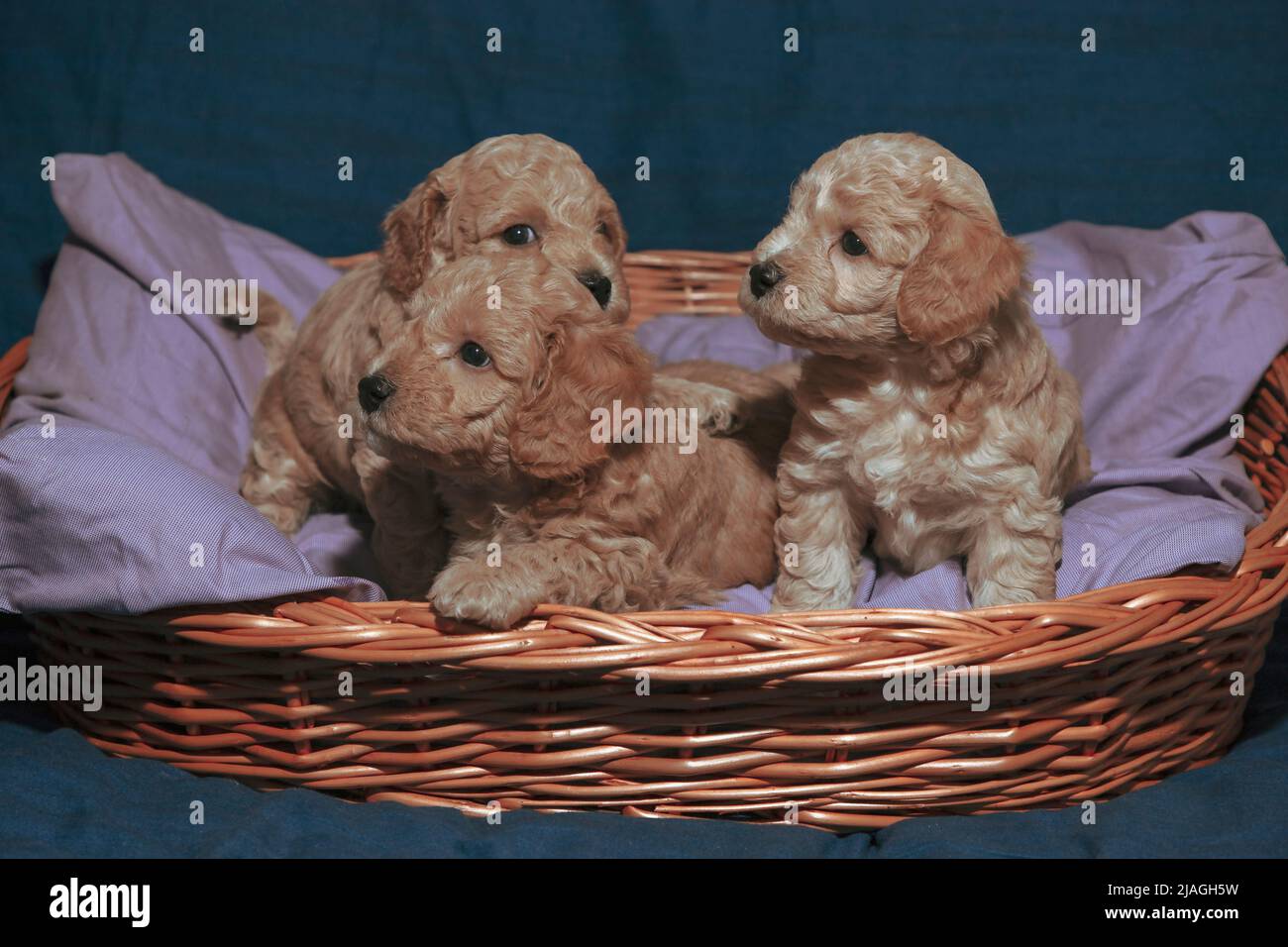 Five-week-old Poochon (Poodle & Bichon mix) puppies posing in a basket Stock Photo