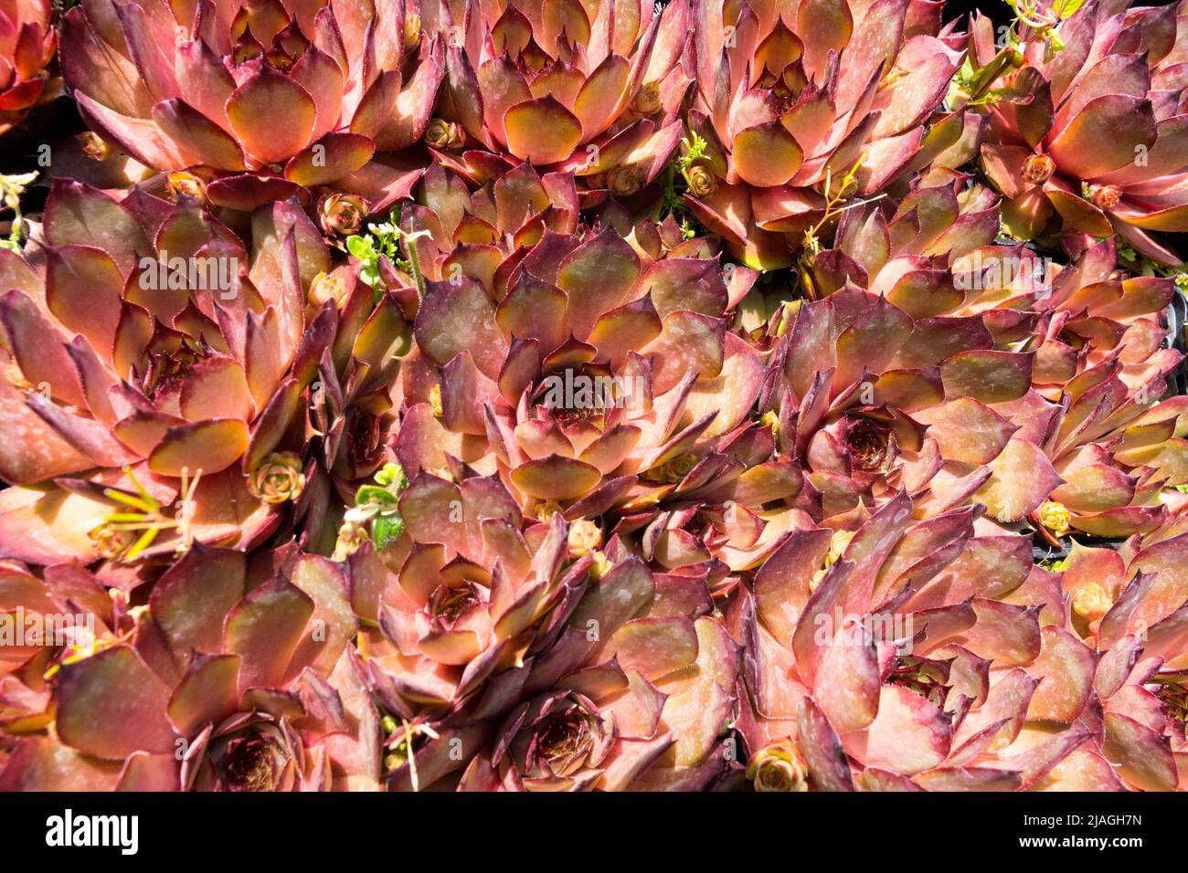 Hens and Chicks succulent, Sempervivum 'Rauher Kulm' Stock Photo