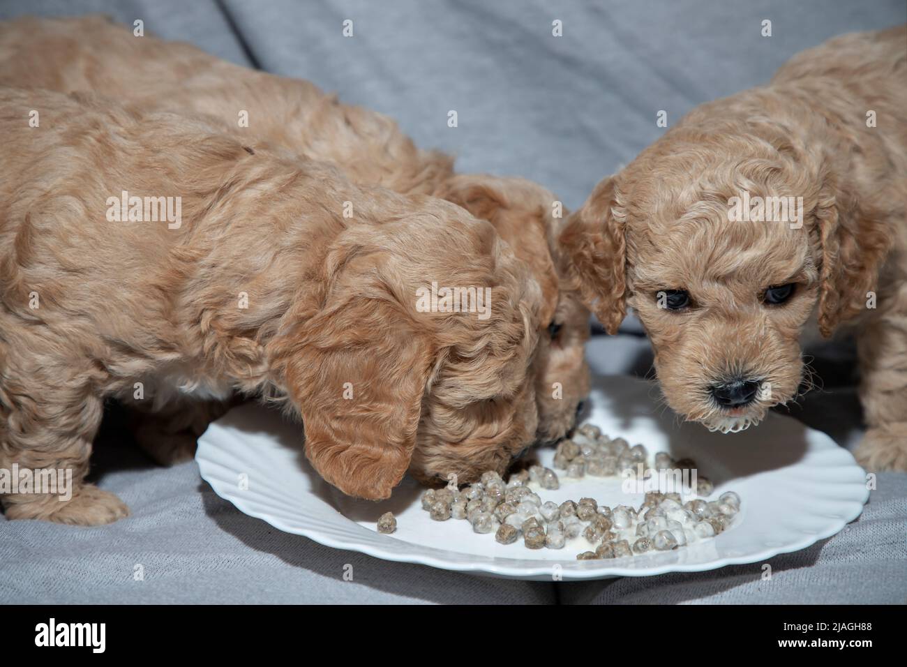 Five-week-old Poochon (Poodle & Bichon mix) puppies eating from a plate Stock Photo