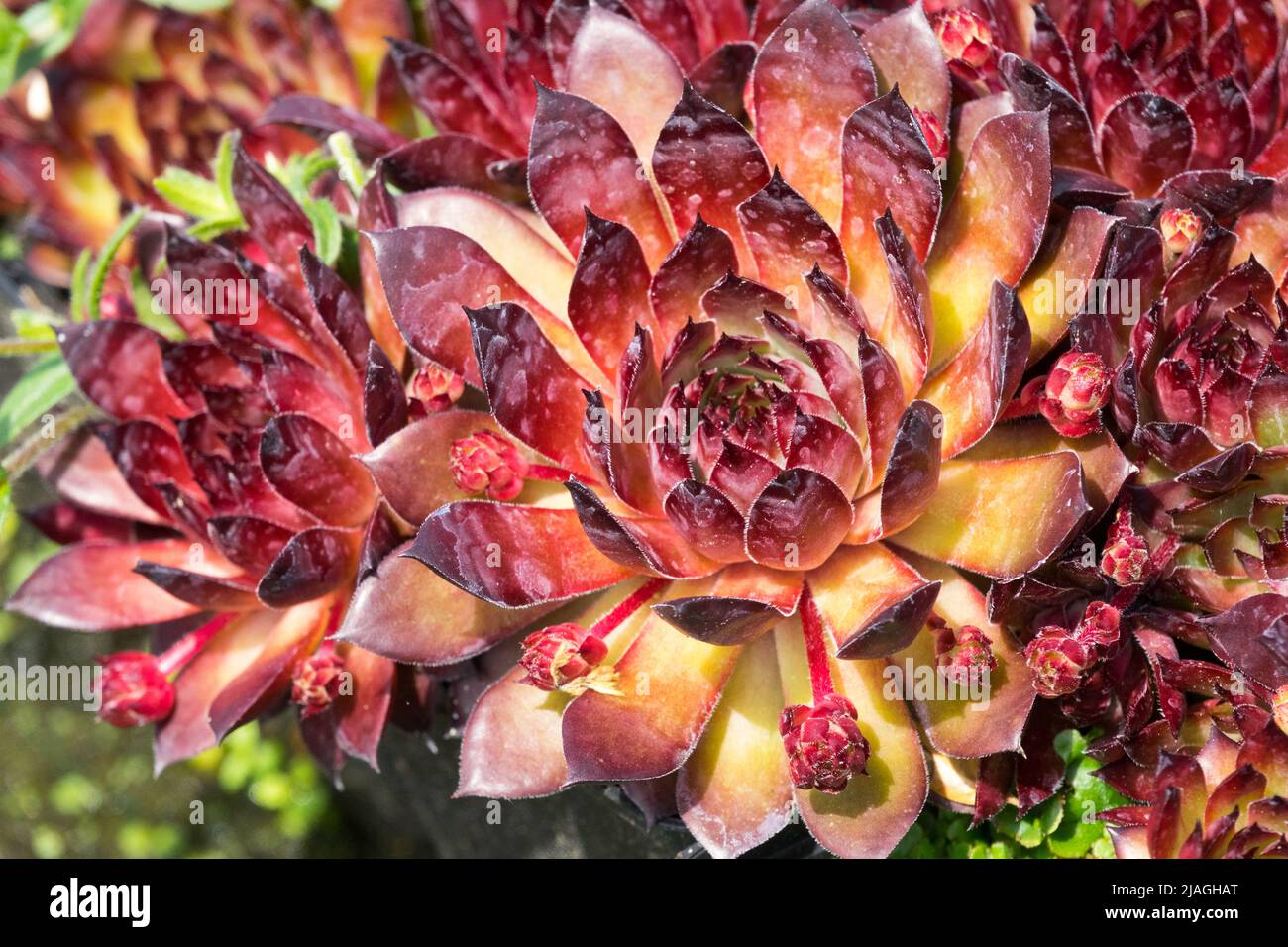 Nice, Red Houseleek Sempervivum 'Dark Beauty', Hen and chicks, Decorative, Red sempervivum, Hardy Succulent Stock Photo