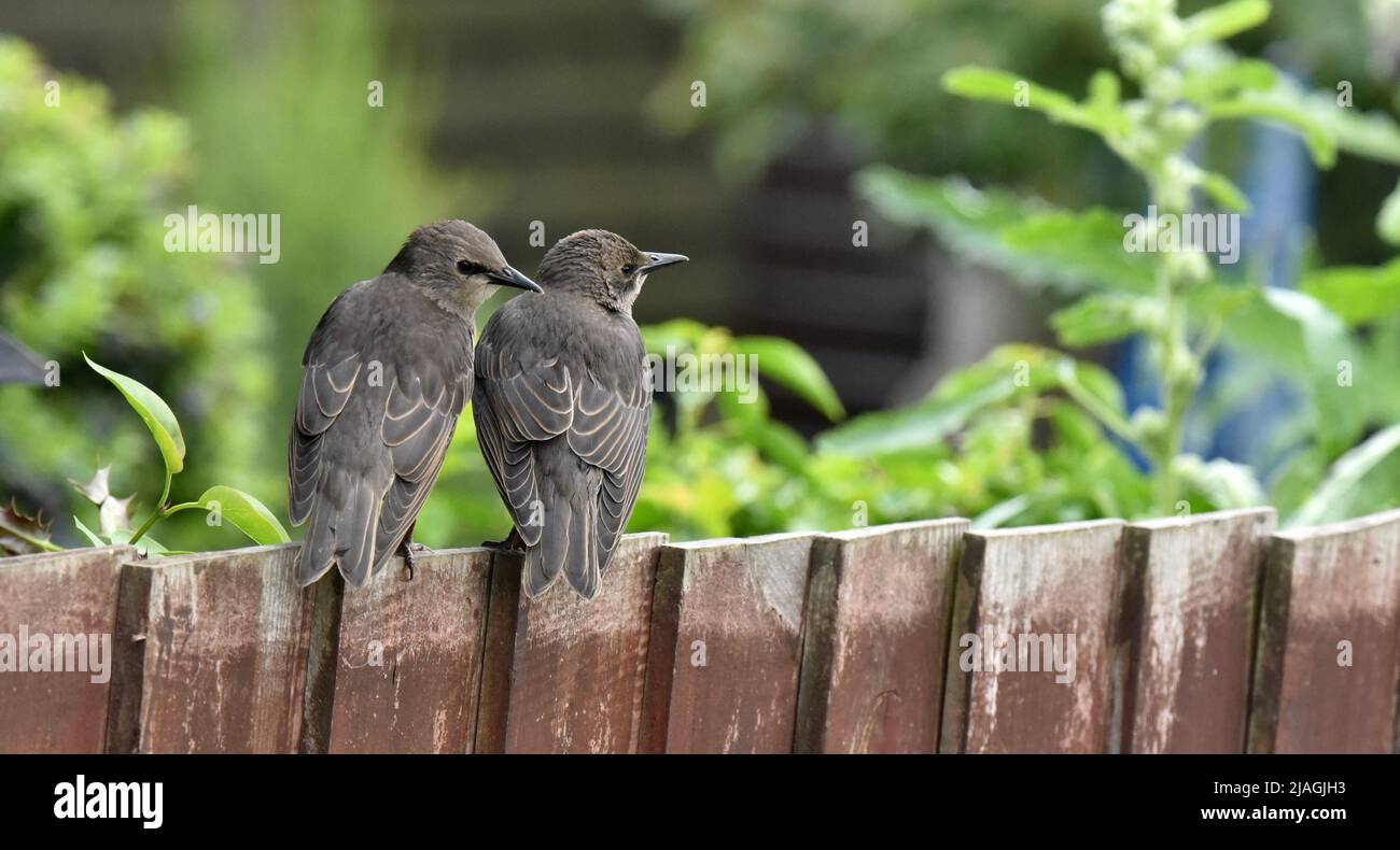 young starlings on a fence Stock Photo