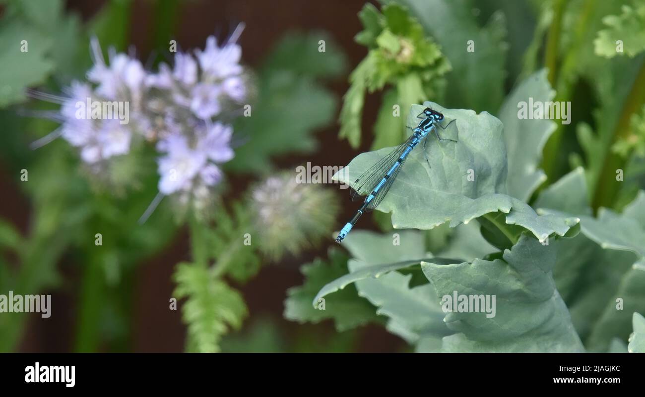 blue damsel fly on a leaf Stock Photo
