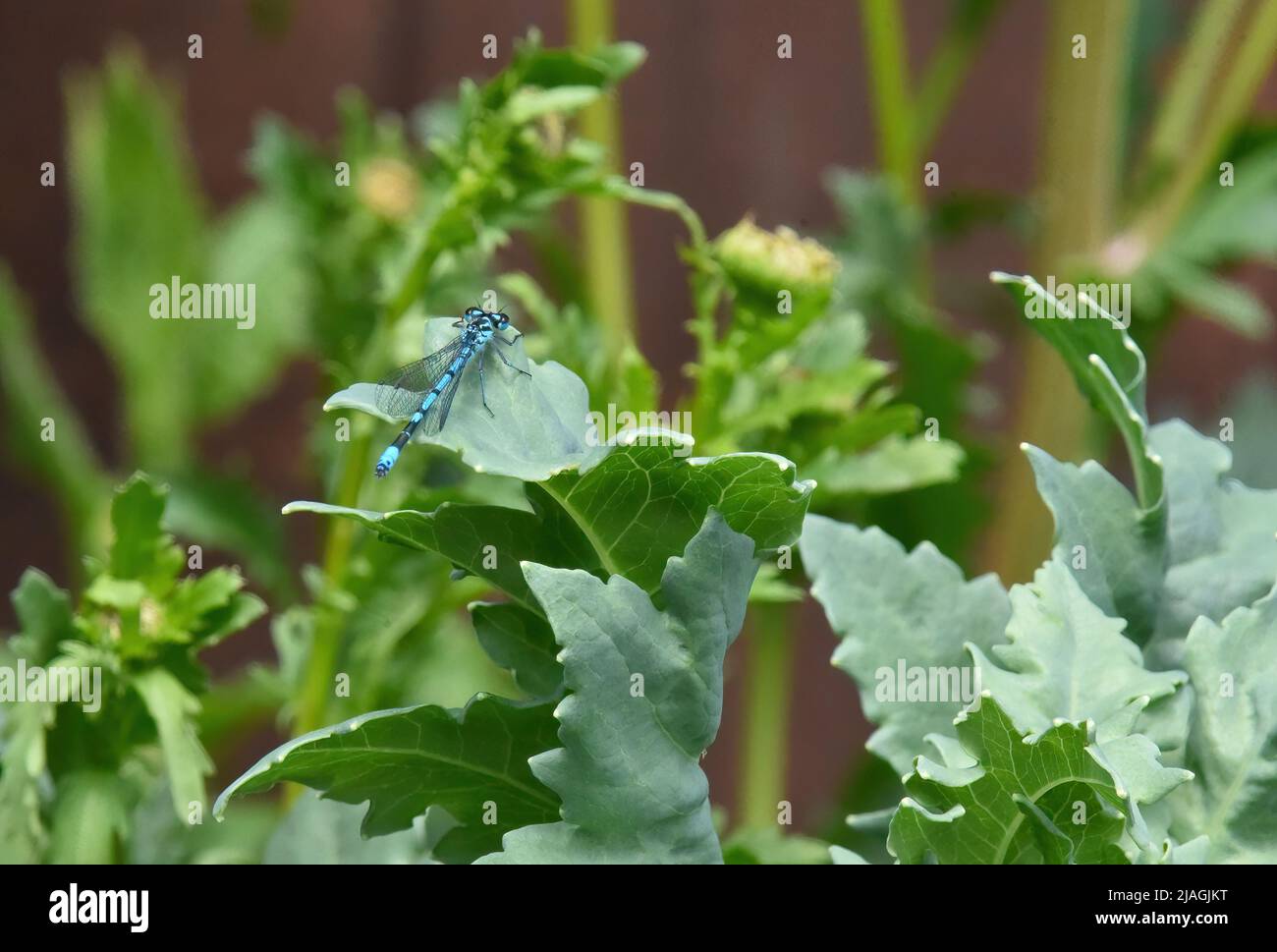 blue damsel fly on a leaf Stock Photo