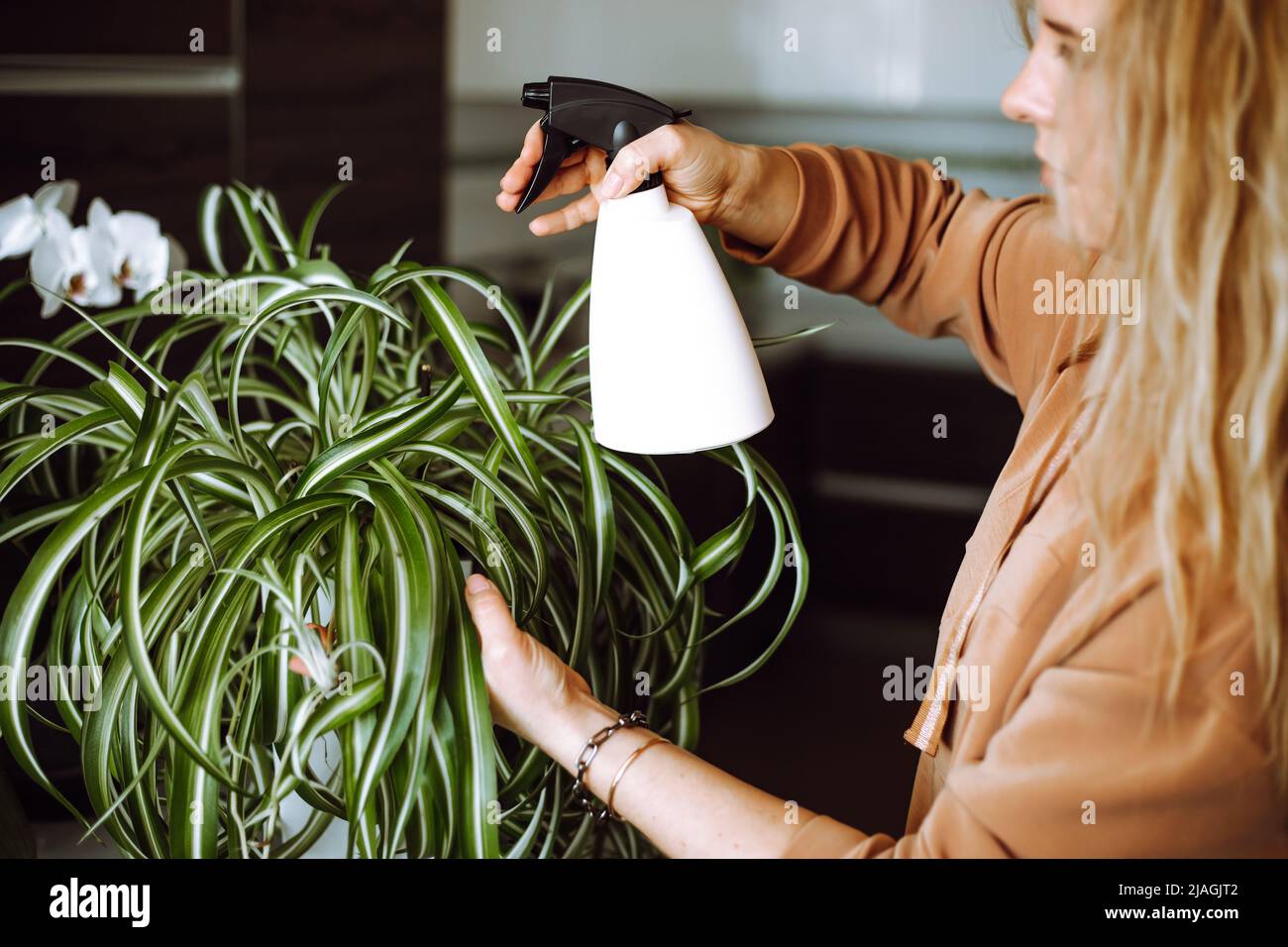 Side view of young woman with long wavy fair hair wearing brown sweatshirt, watering gorgeous indoor plant Chlorophytum. Stock Photo