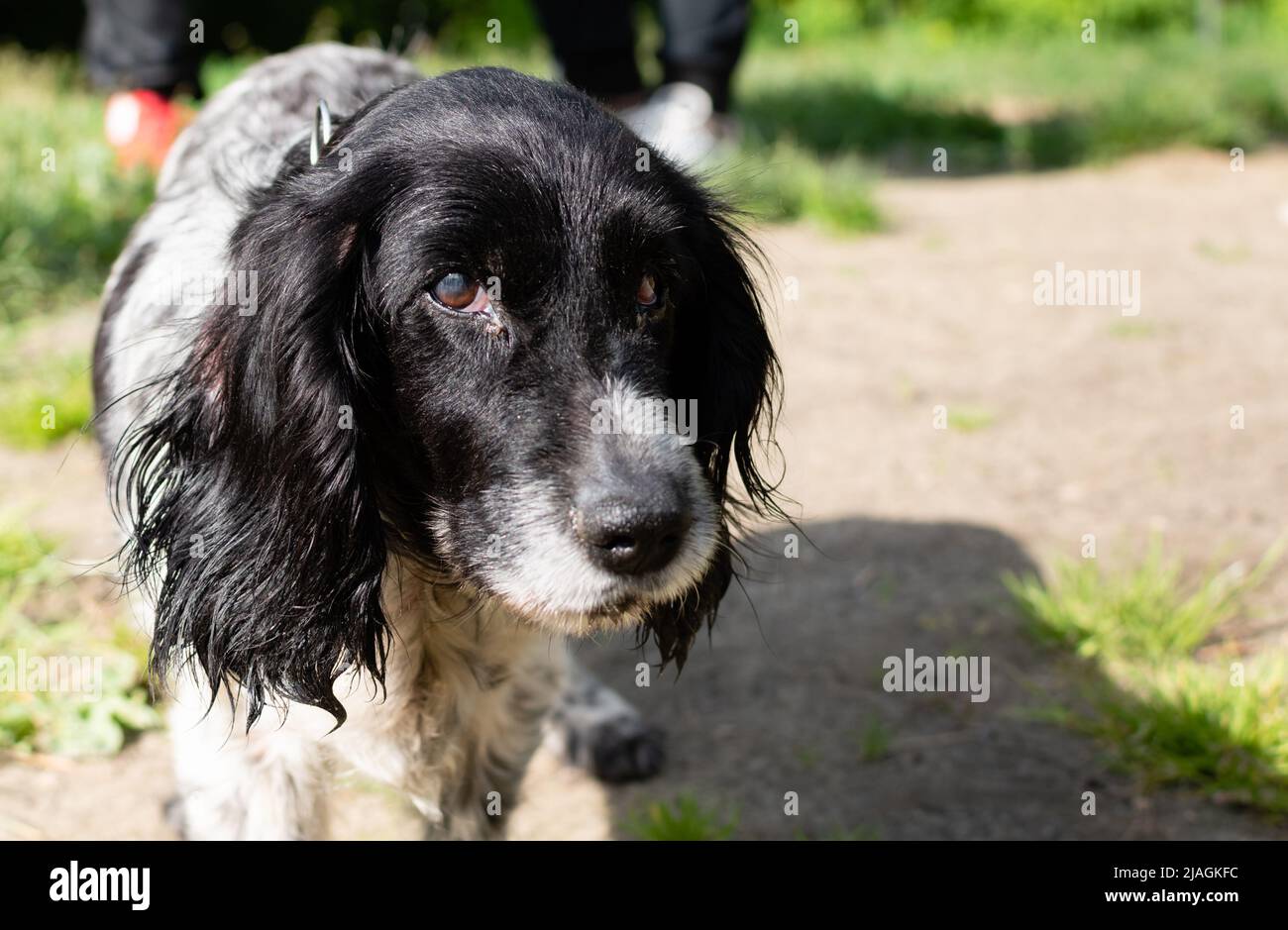 Portrait of old dog Spaniel close-up on blurry background in natural conditions Stock Photo