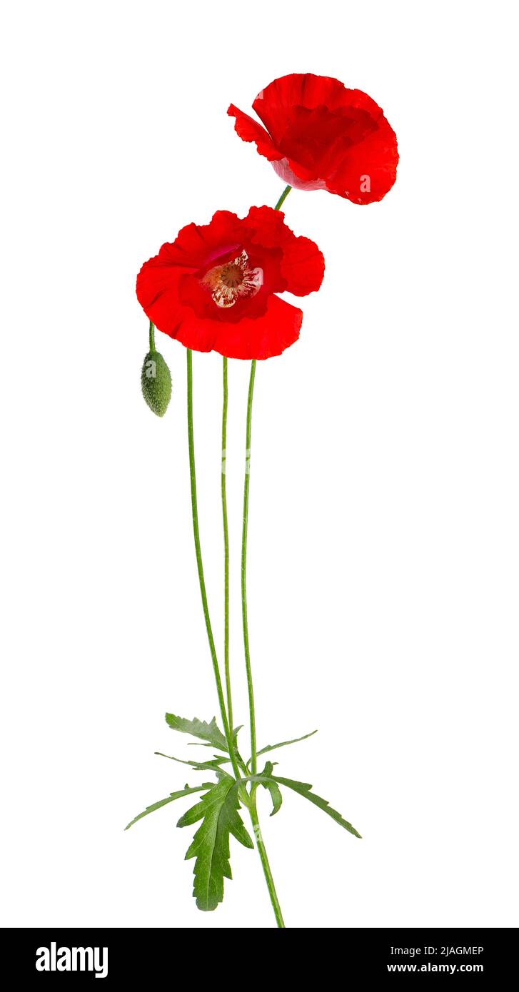 Poppy field Cut Out Stock Images & Pictures - Alamy