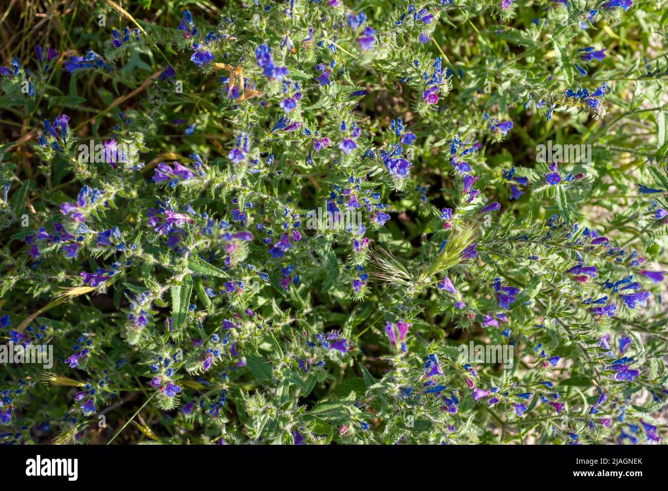 Floweraddict hi-res stock photography and images - Alamy