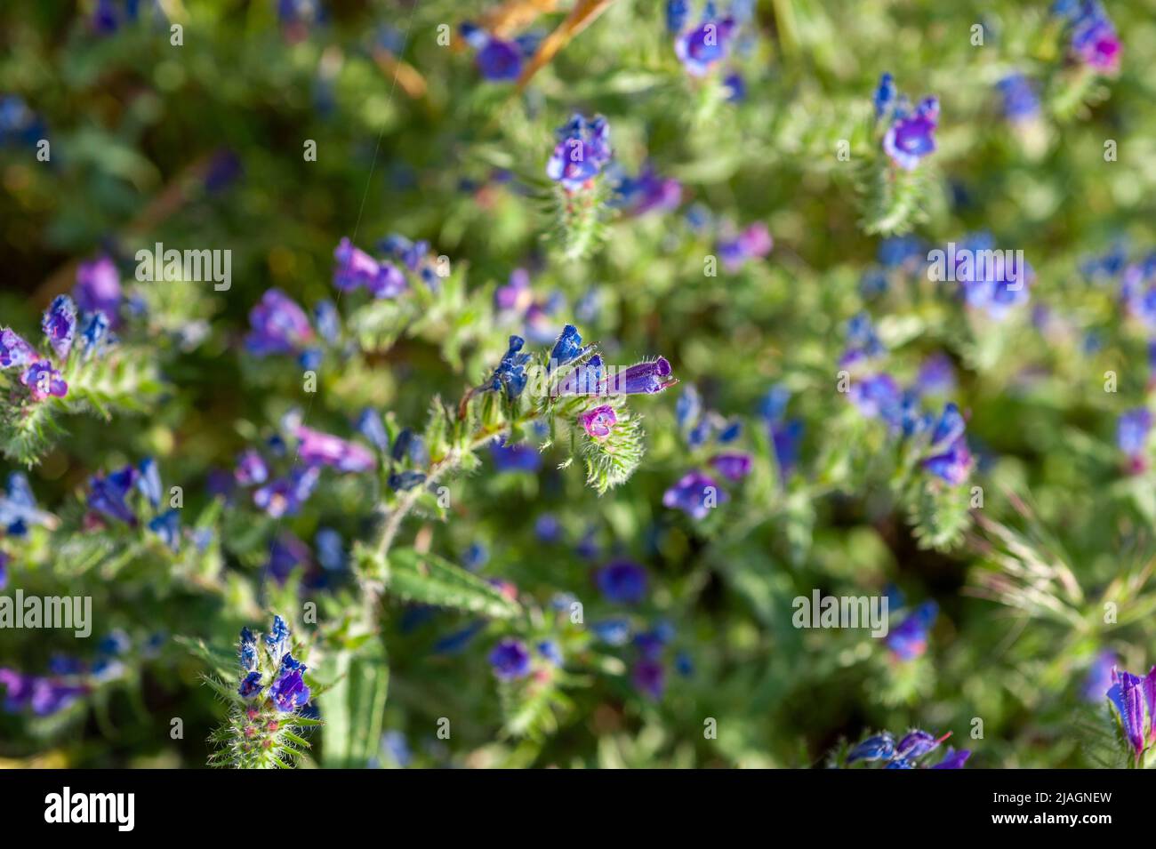 Planta plantas naturaleza hi-res stock photography and images - Alamy
