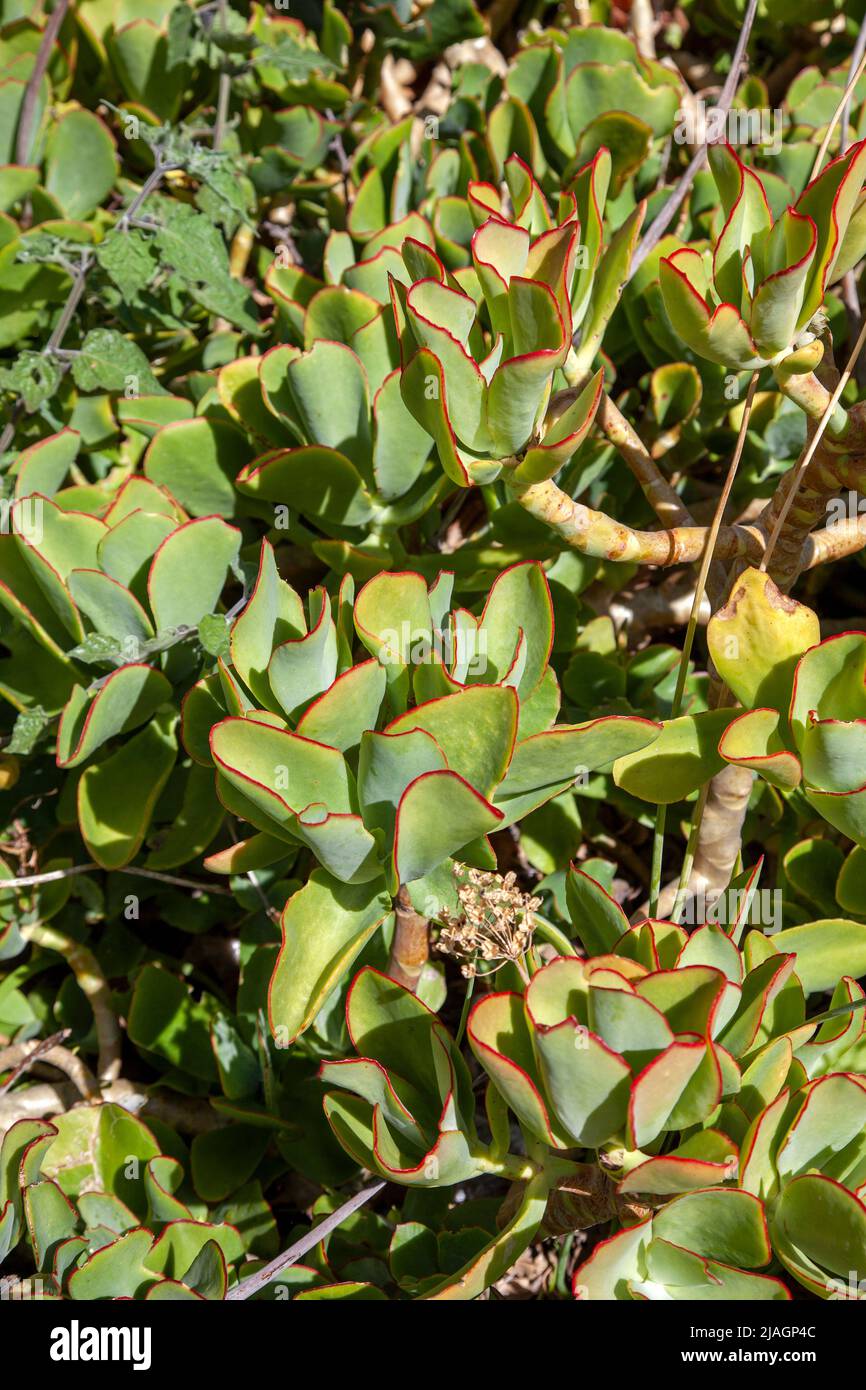 Cotyledon orbiculata Plant in Company Gardens, Cape Town - South Africa Stock Photo