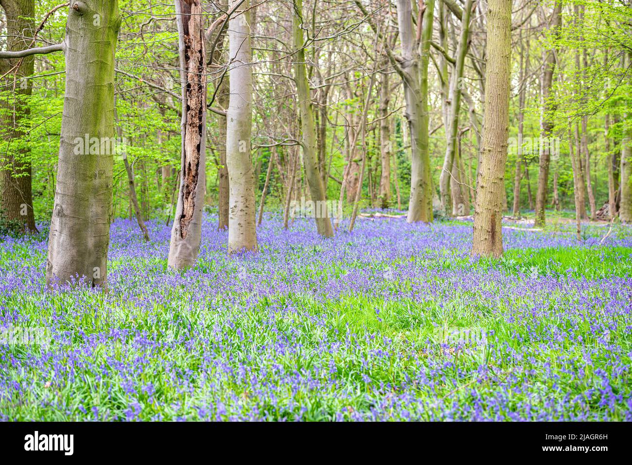 Bluebells in an English forest Stock Photo - Alamy