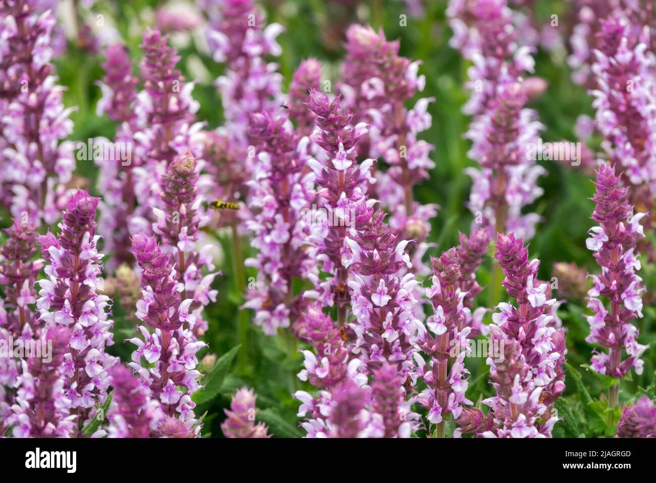 Salvia 'Salute Light Pink', Salvia nemorosa, Pink, Meadow Sage, Flowers, Sage, Salvias Decorative, Hardy, Bloom Stock Photo