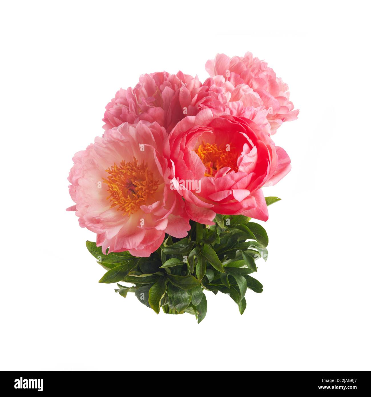 Beautiful pink peonies flowers isolated on white background Stock Photo ...