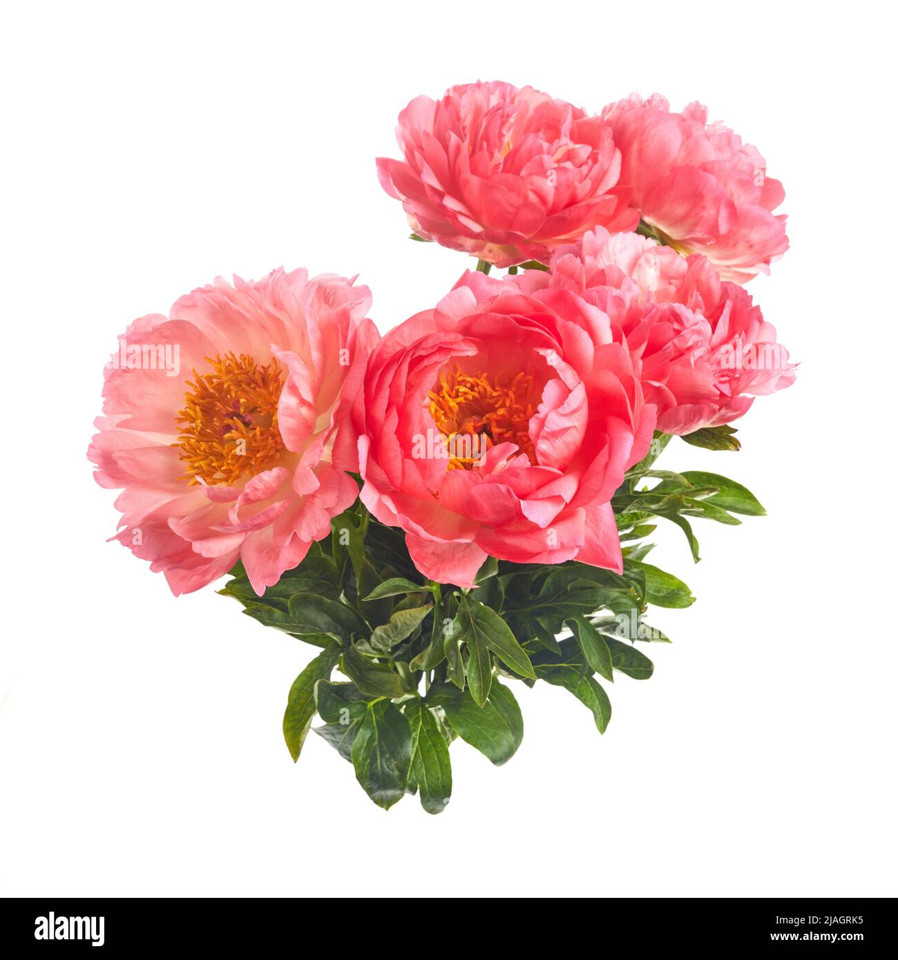 Beautiful pink peonies flowers isolated on white background Stock Photo ...