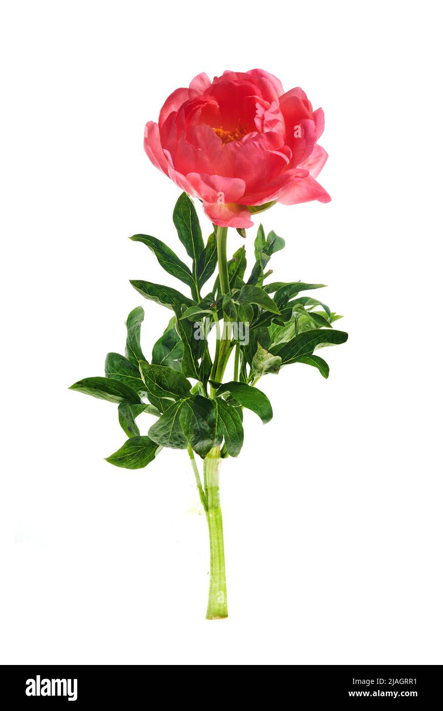 Beautiful pink peony flowers isolated on white background Stock Photo ...