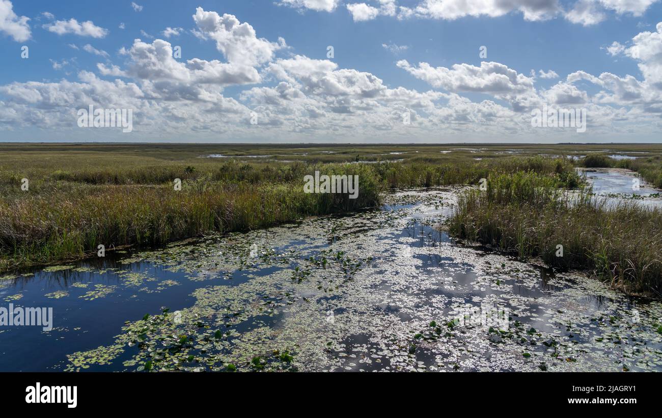 Marshland in Everglades National Park with blue sky and white clouds in Florida, USA. Stock Photo