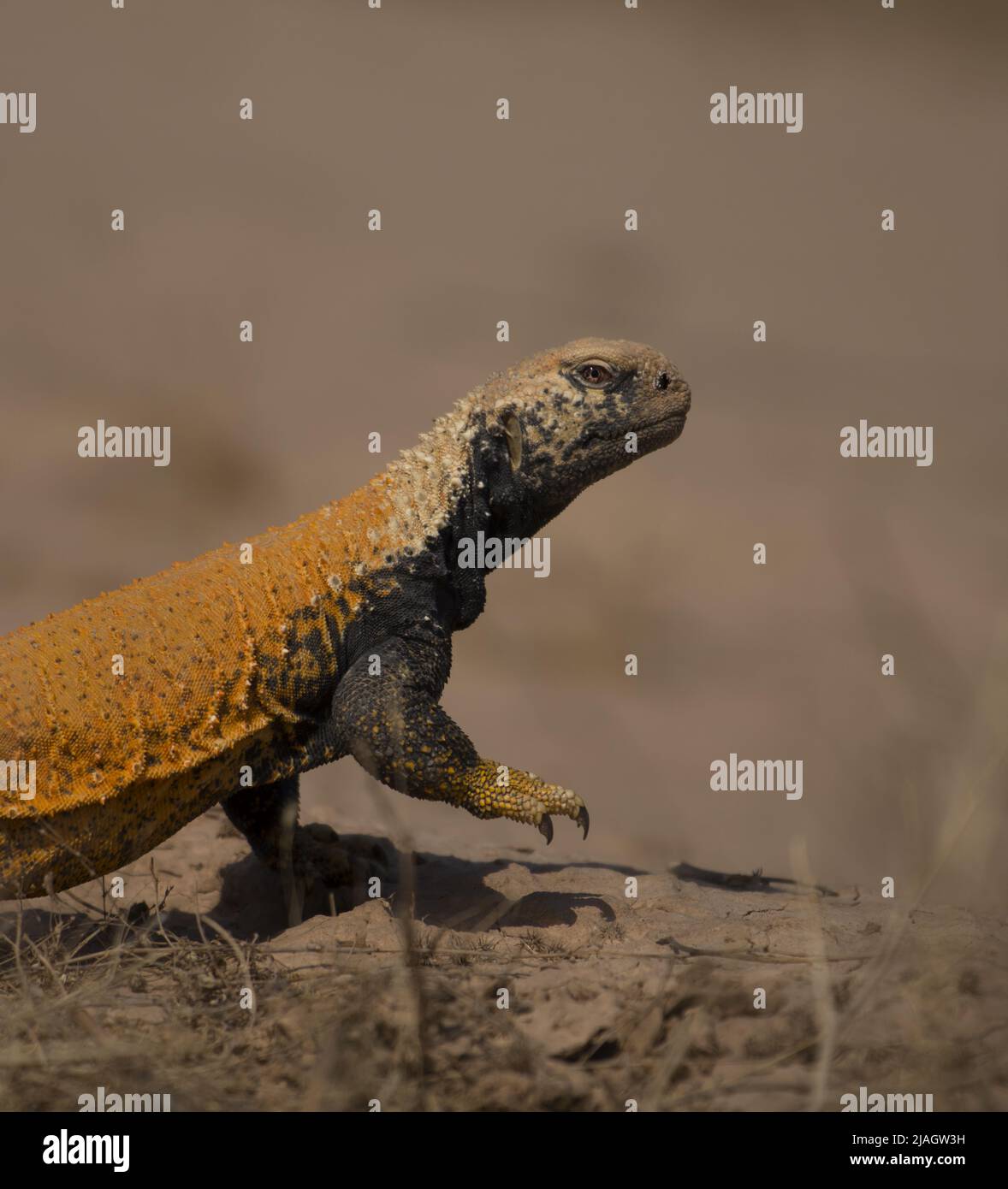 Saara loricata, the Iraqi mastigure or Iraqi spiny-tailed lizard, is a species of agamid lizard. It is found in Iraq and Iran. Stock Photo